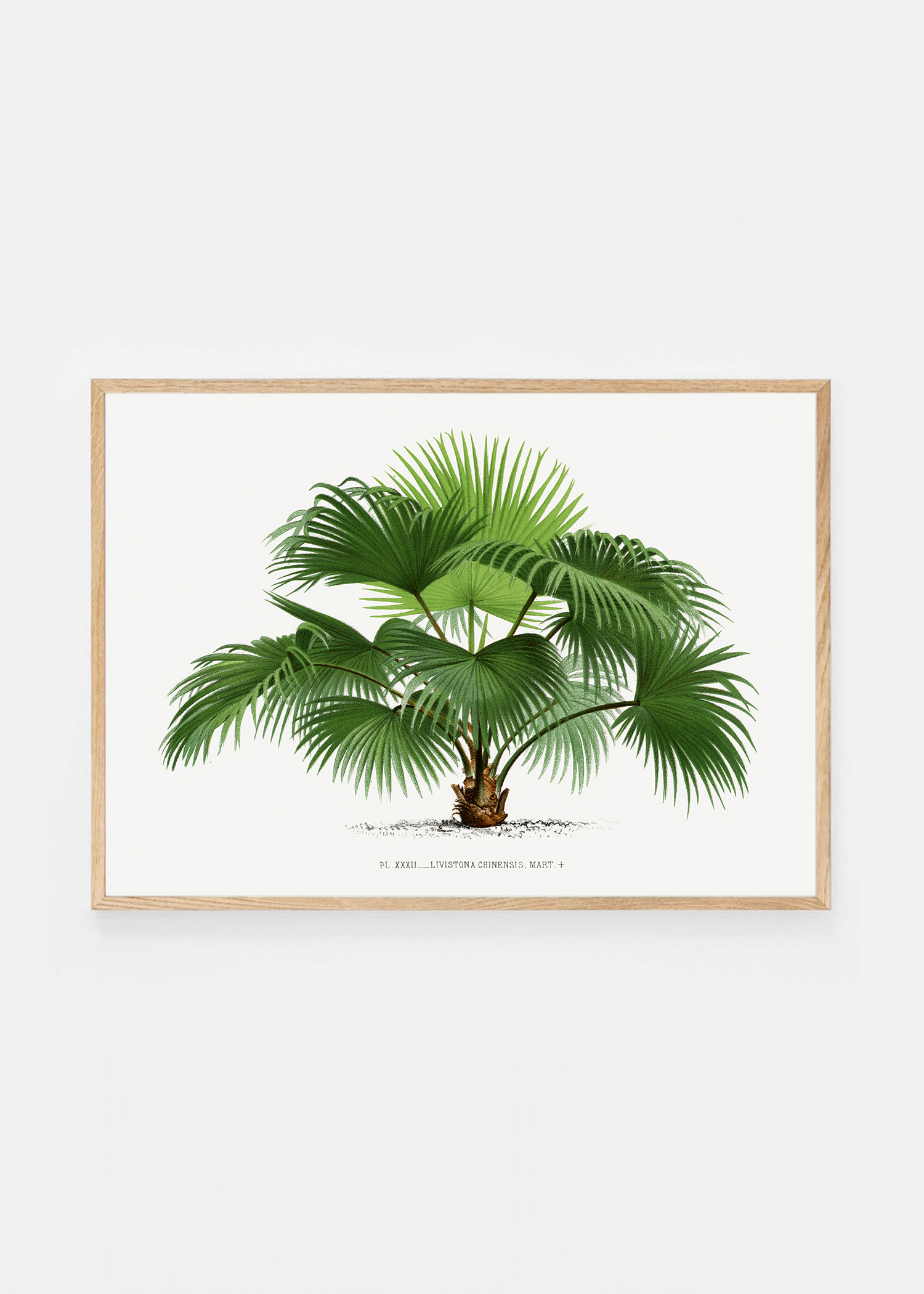 Palm II