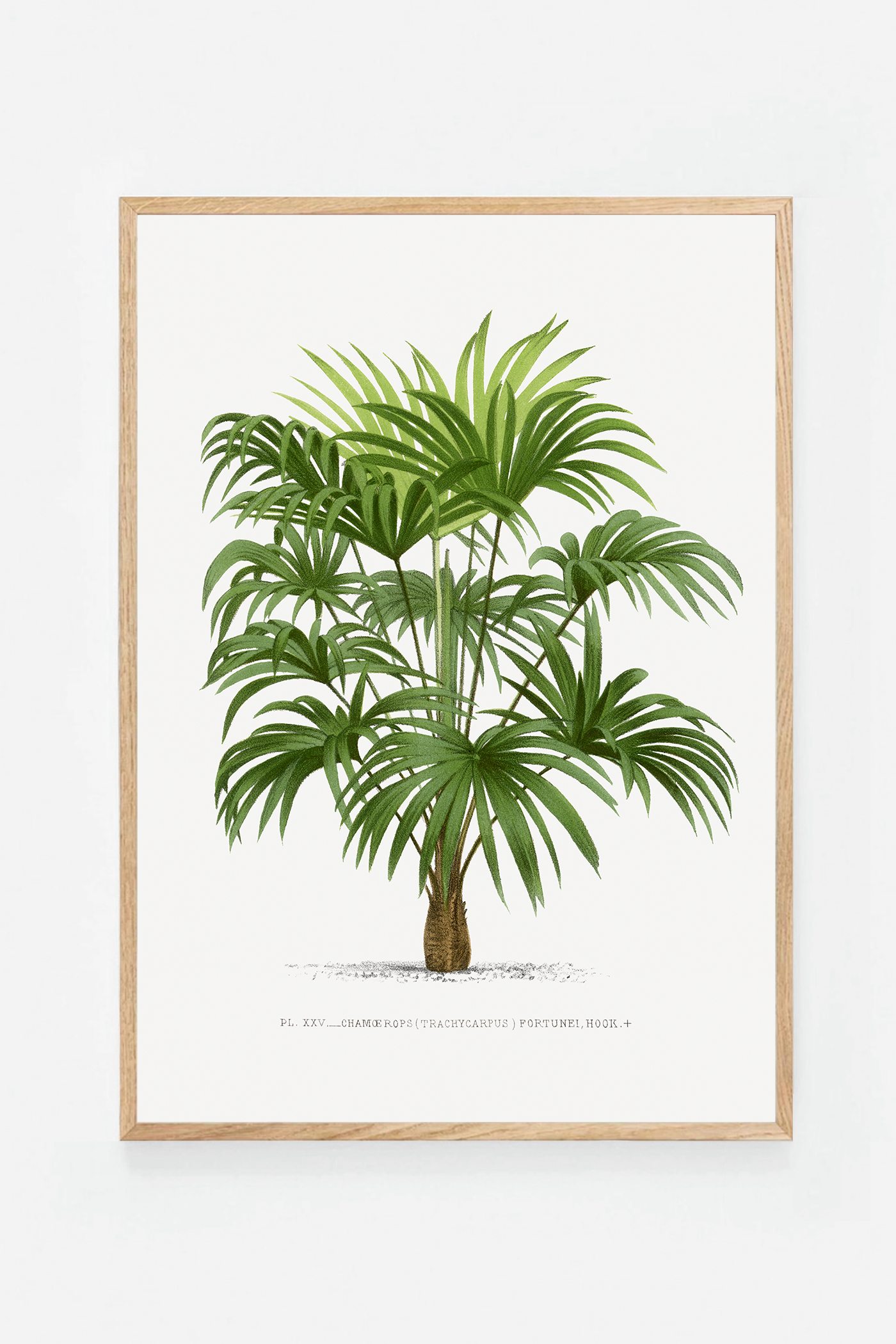 Palm III