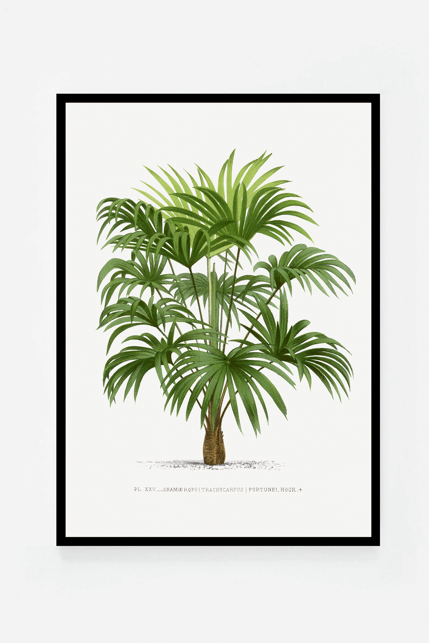 Palm III