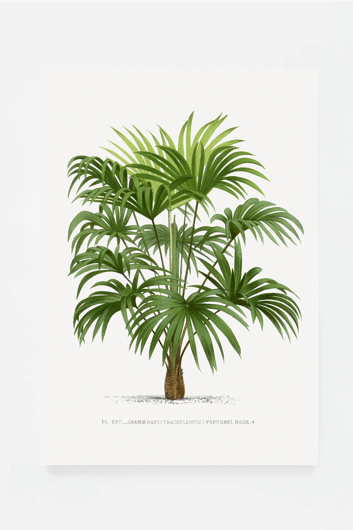 Palm III