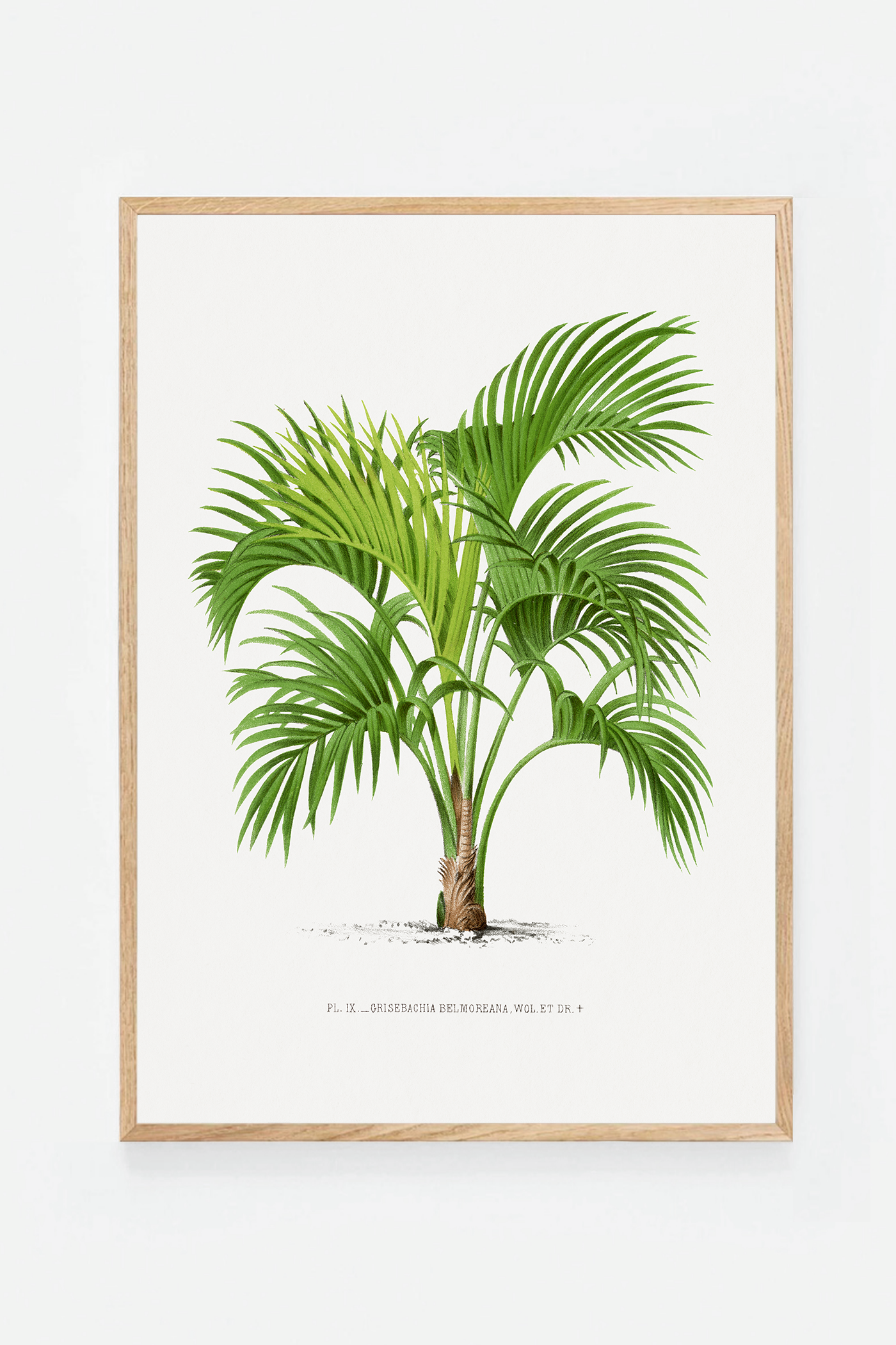 Palm V
