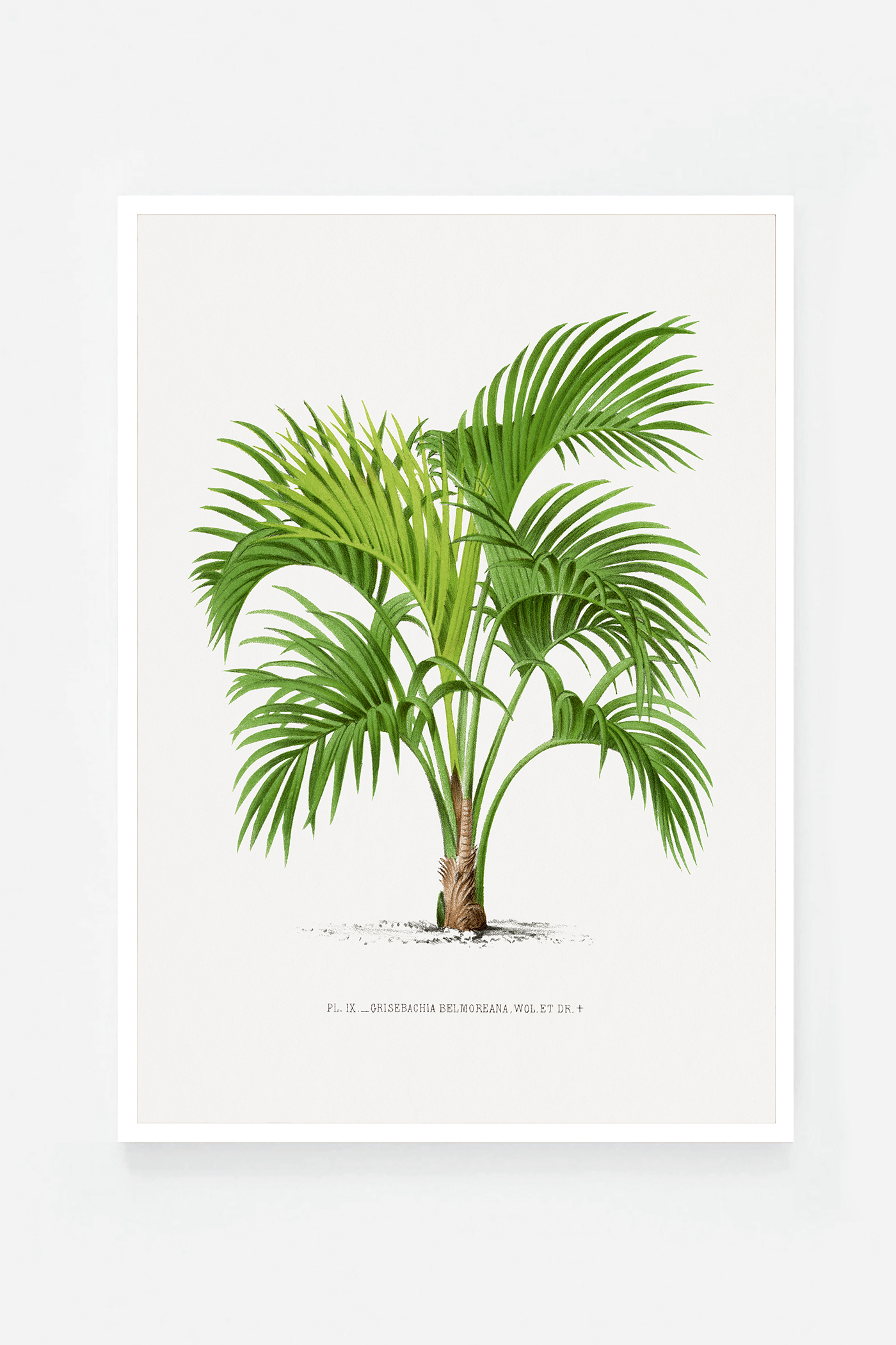 Palm V