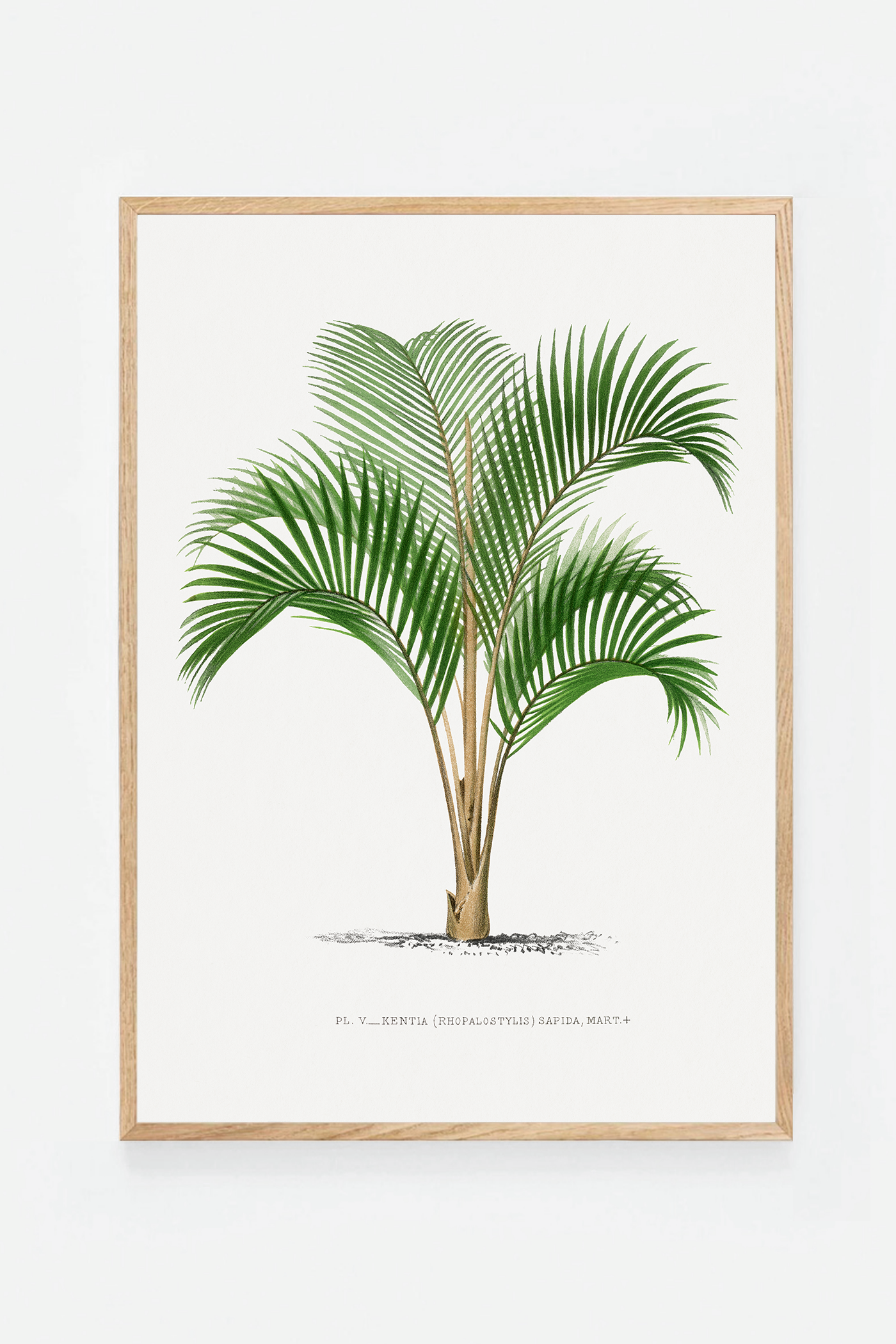 Palm VI