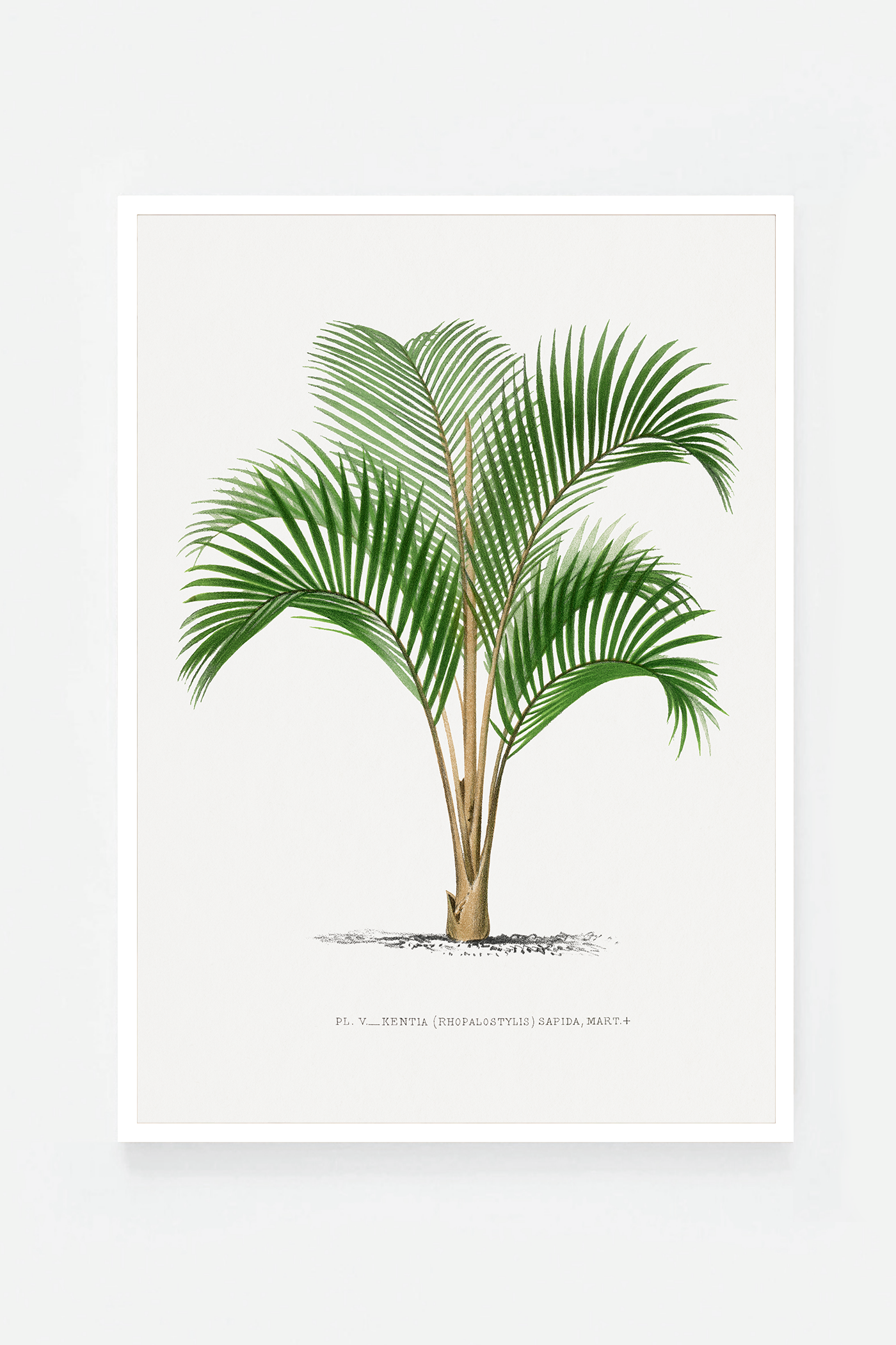 Palm VI