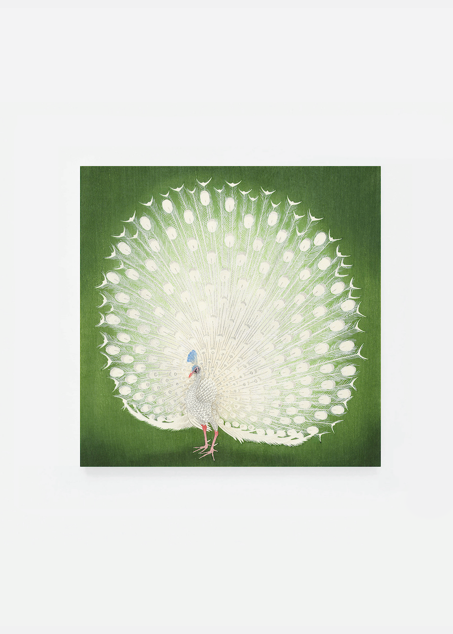Peacock