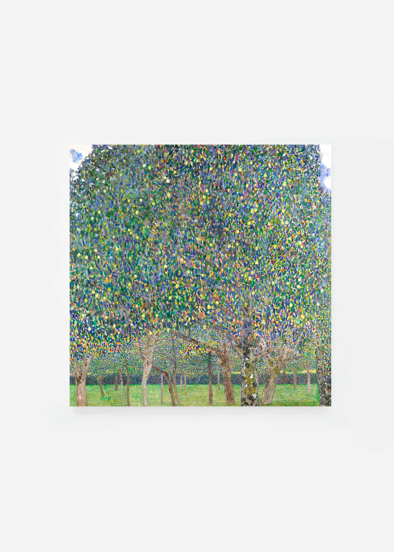 Pear Tree