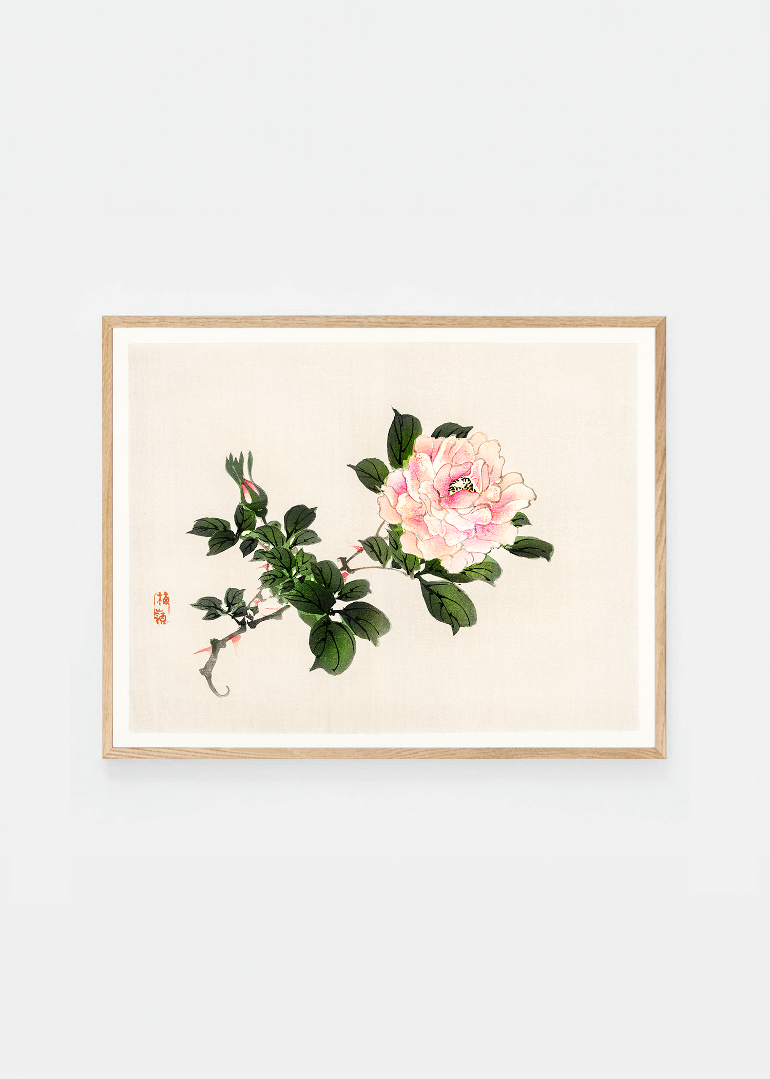Pink rose