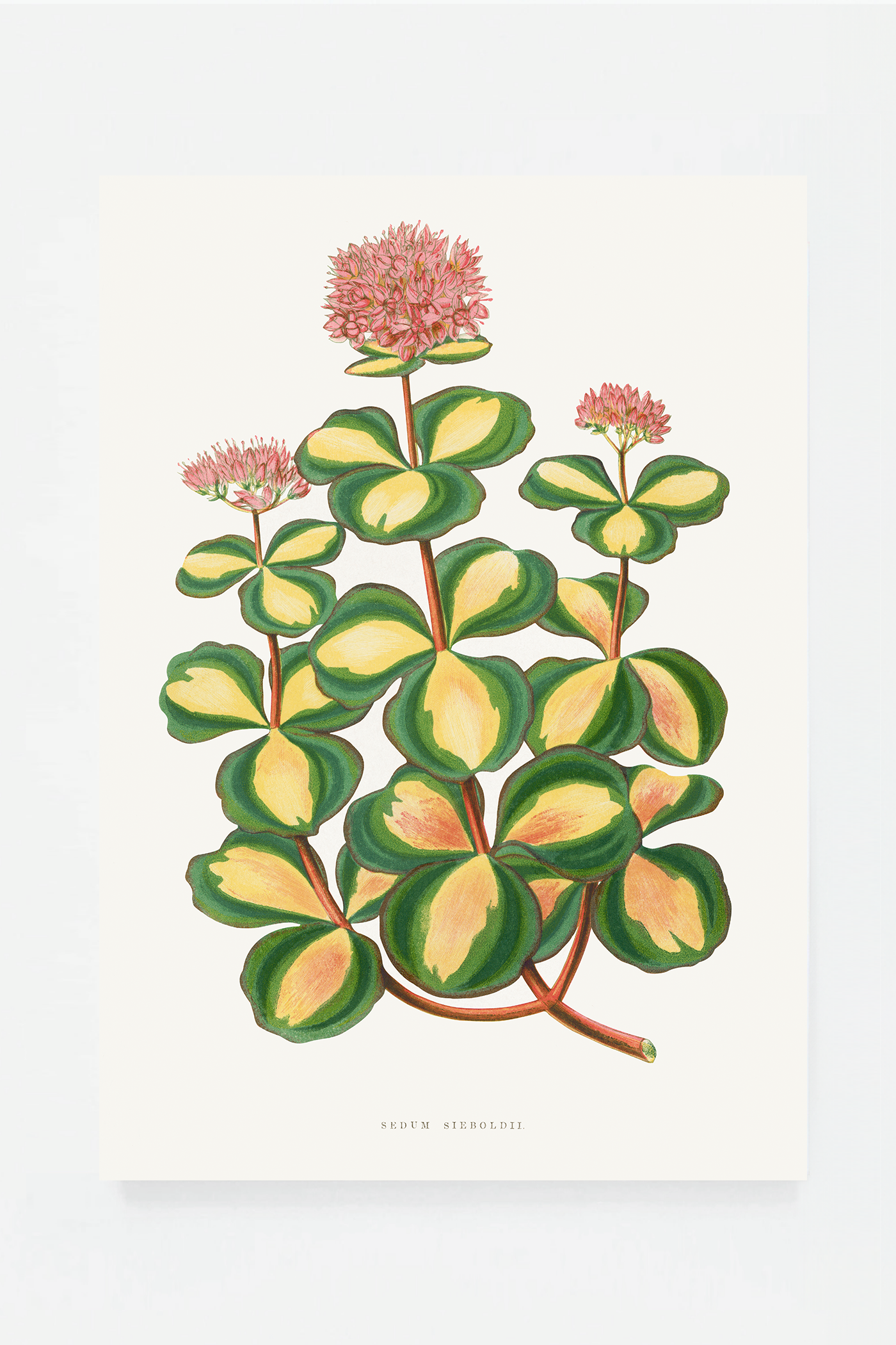 Plant II