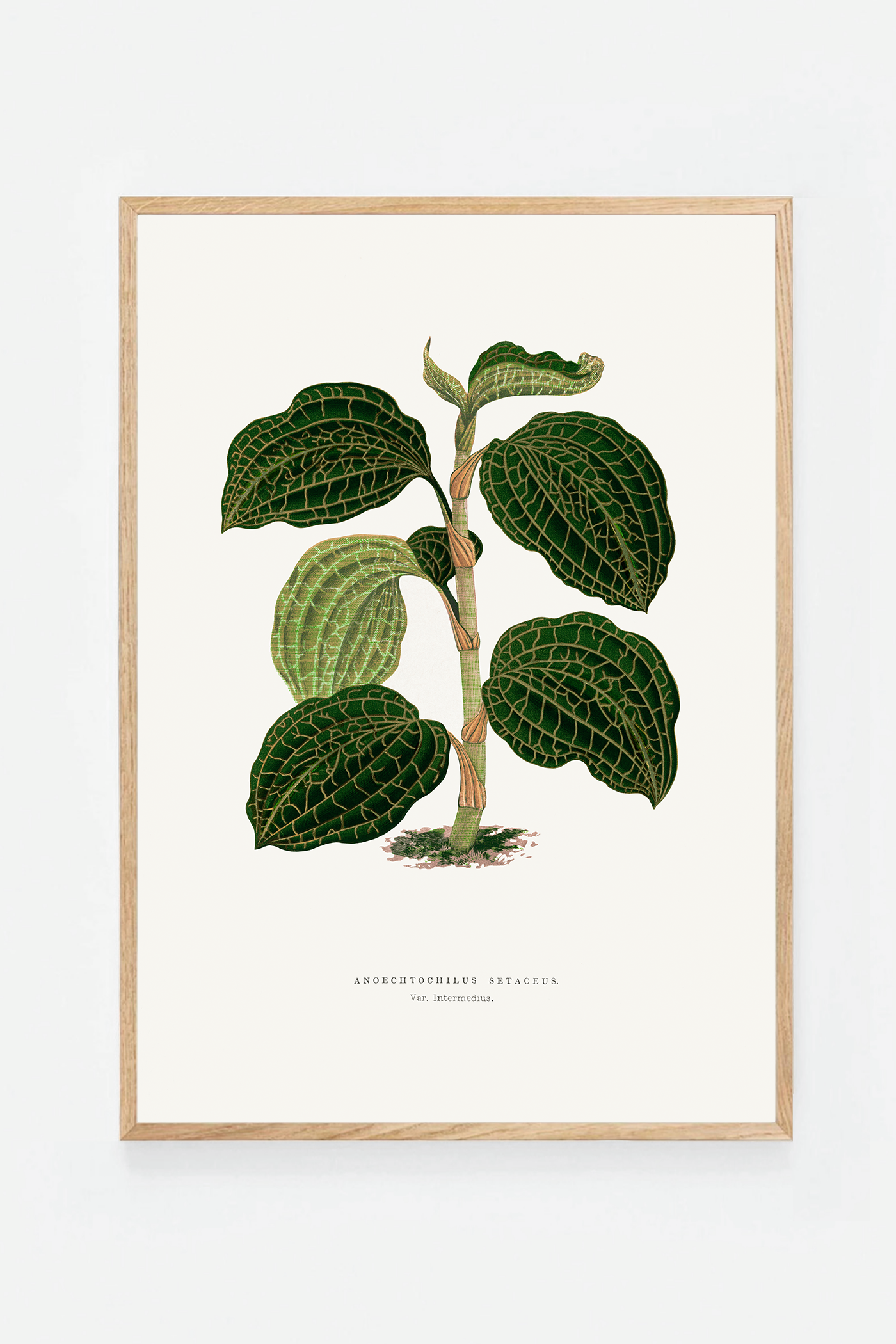 Plant III