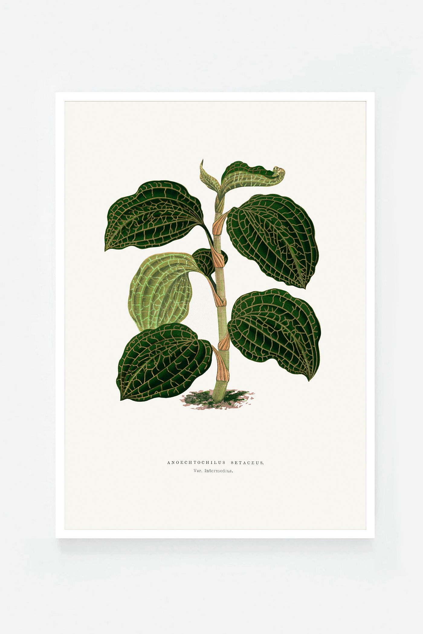 Plant III