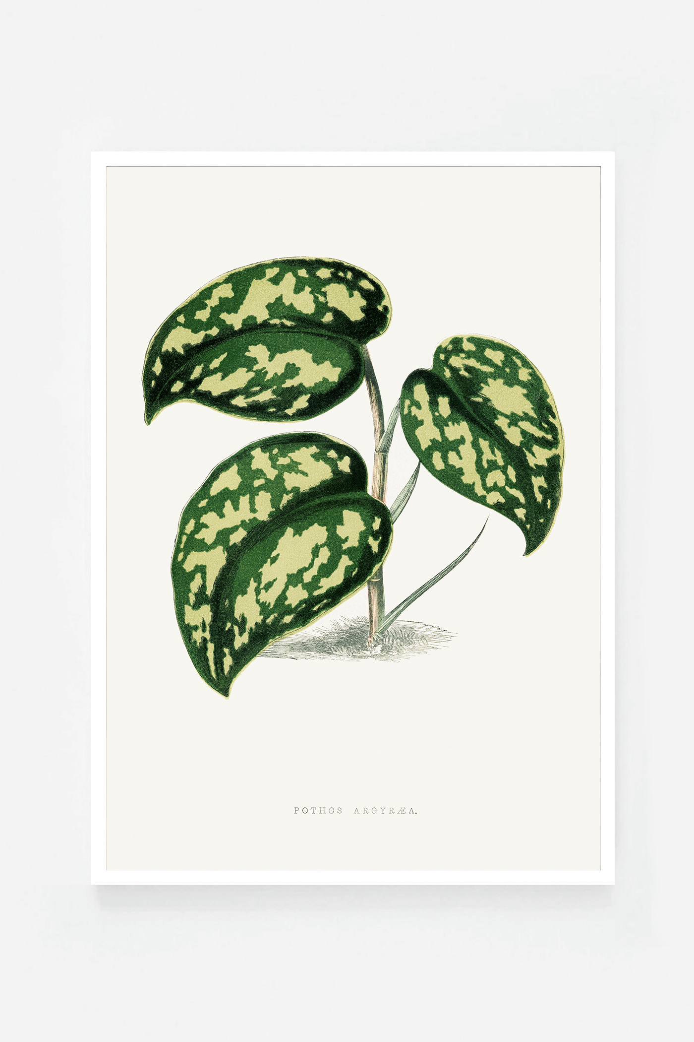 Plant IV