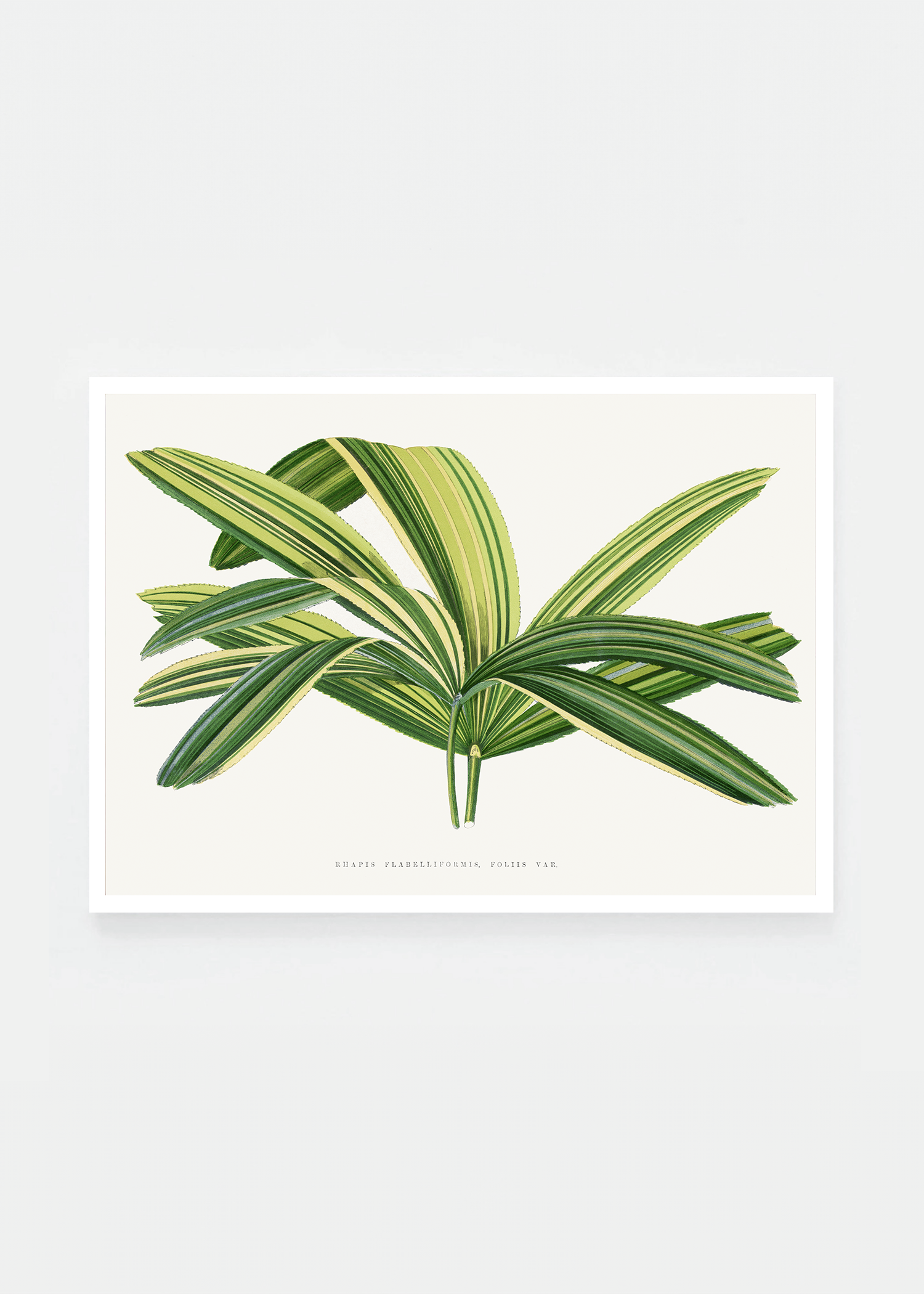 Plant V