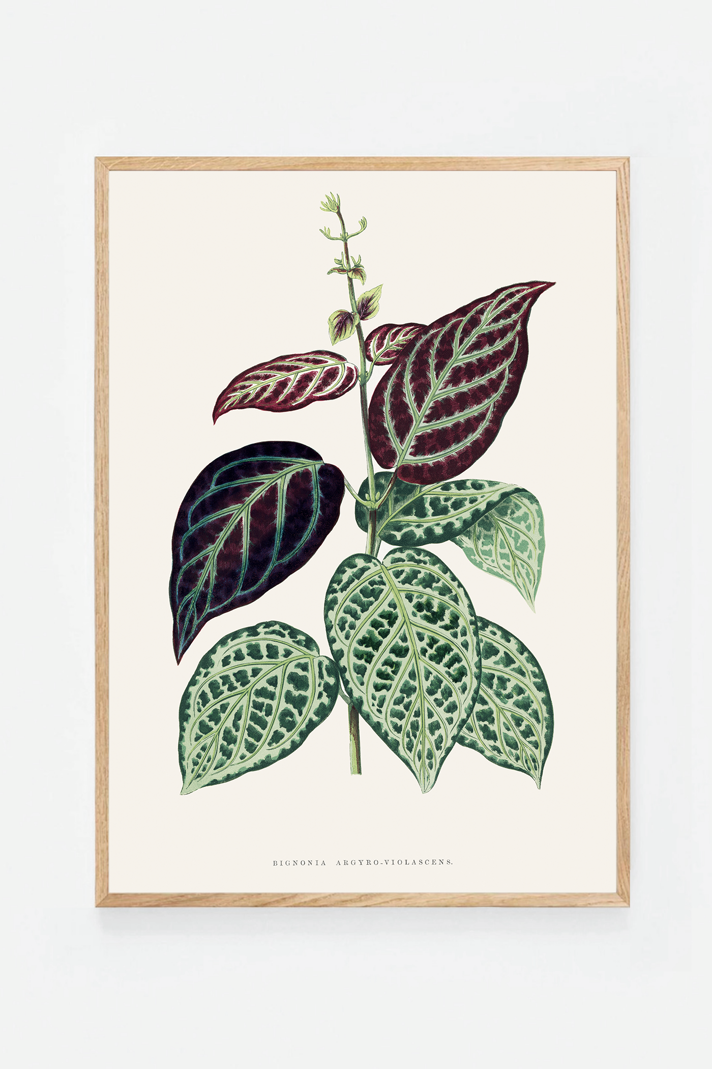Plant VI