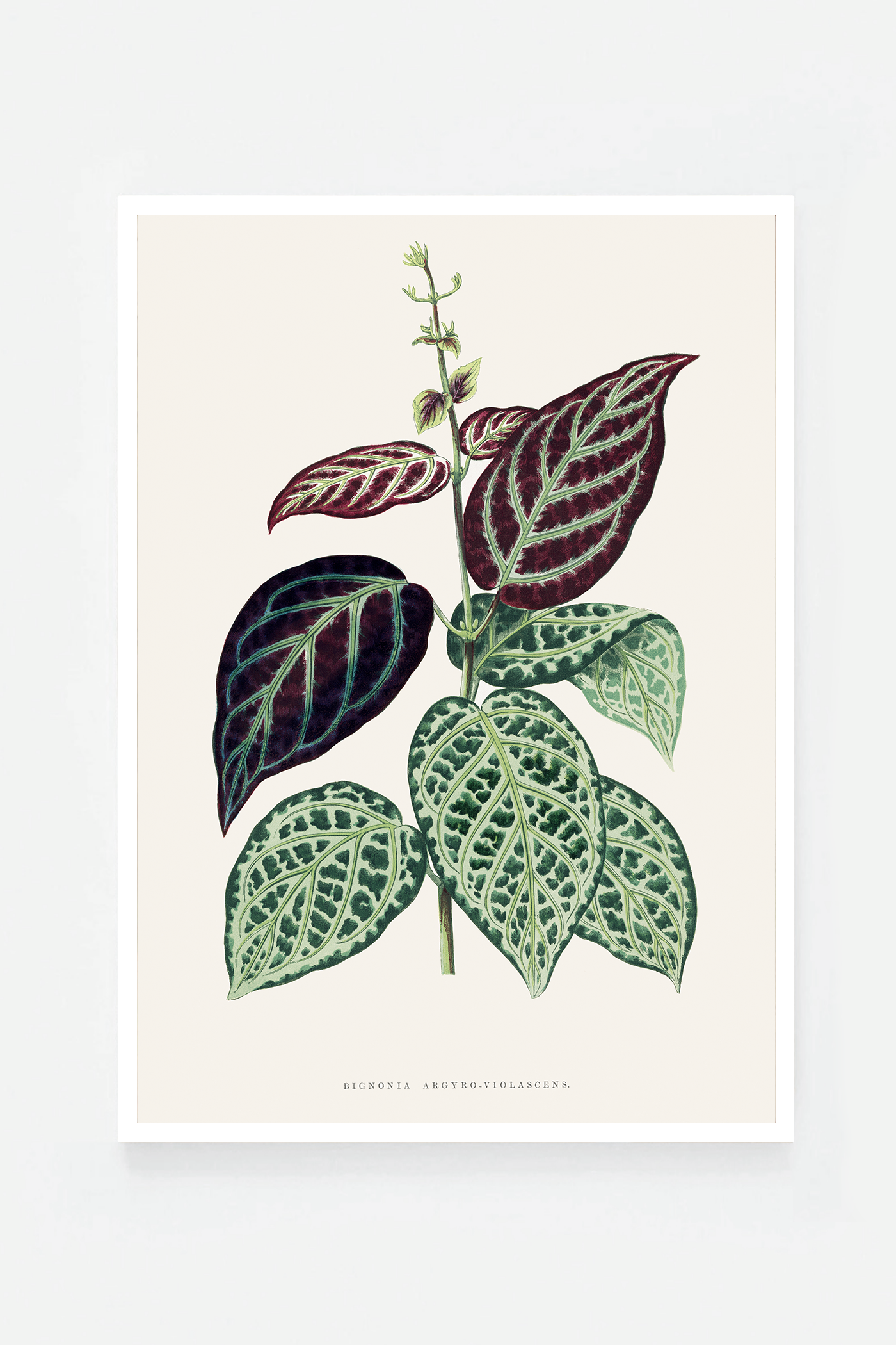 Plant VI