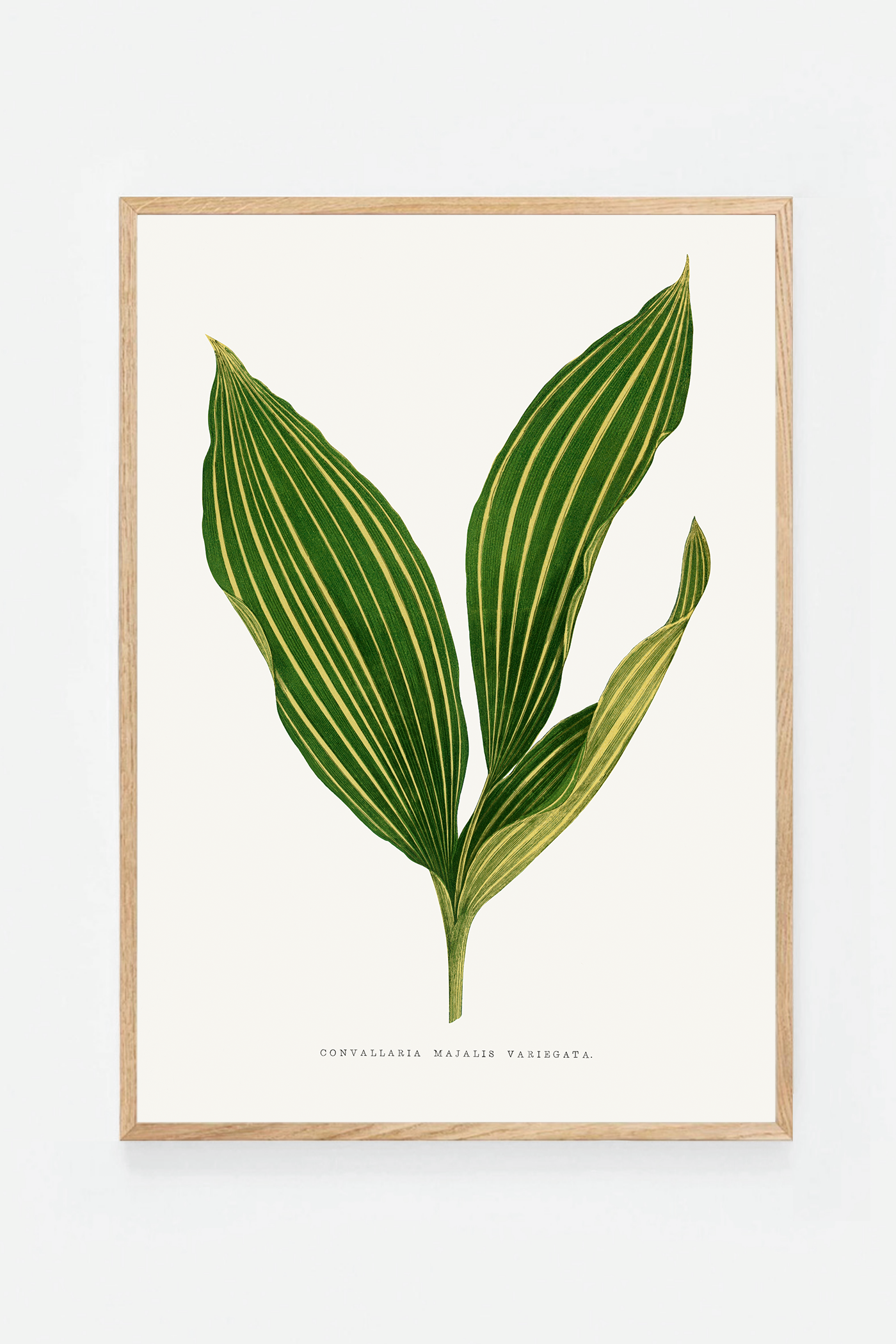 Plant VII