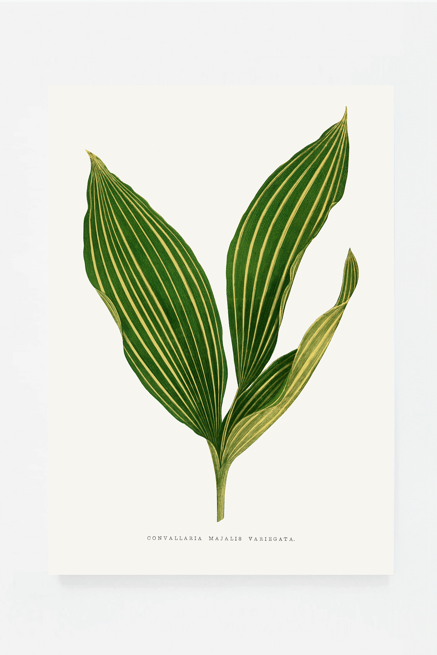 Plant VII