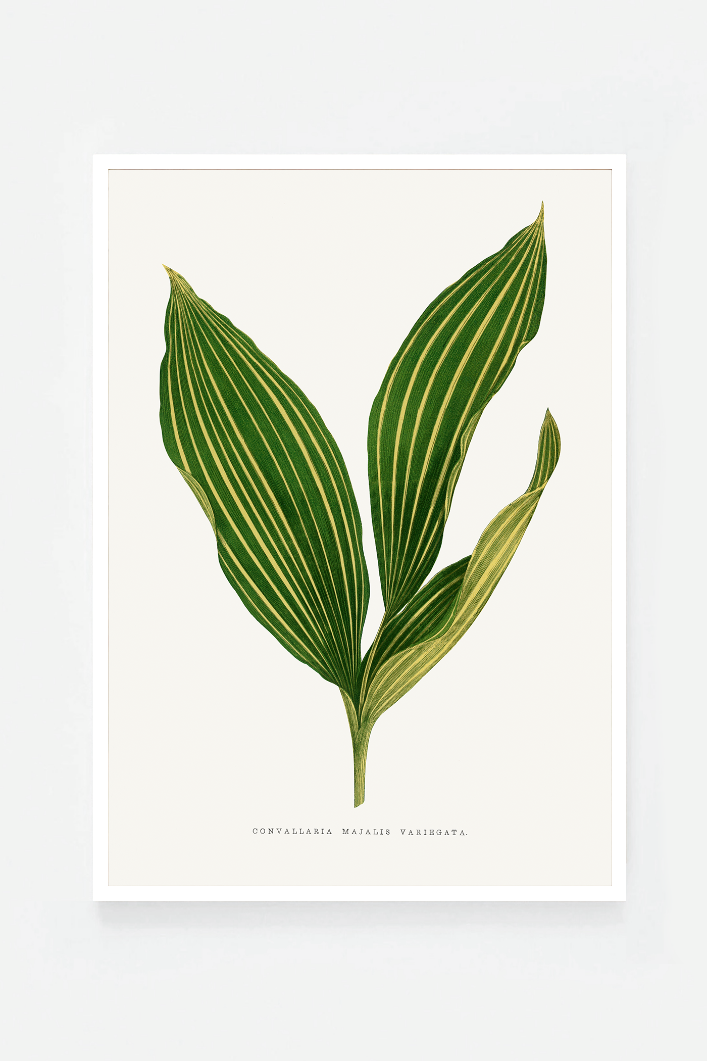 Plant VII