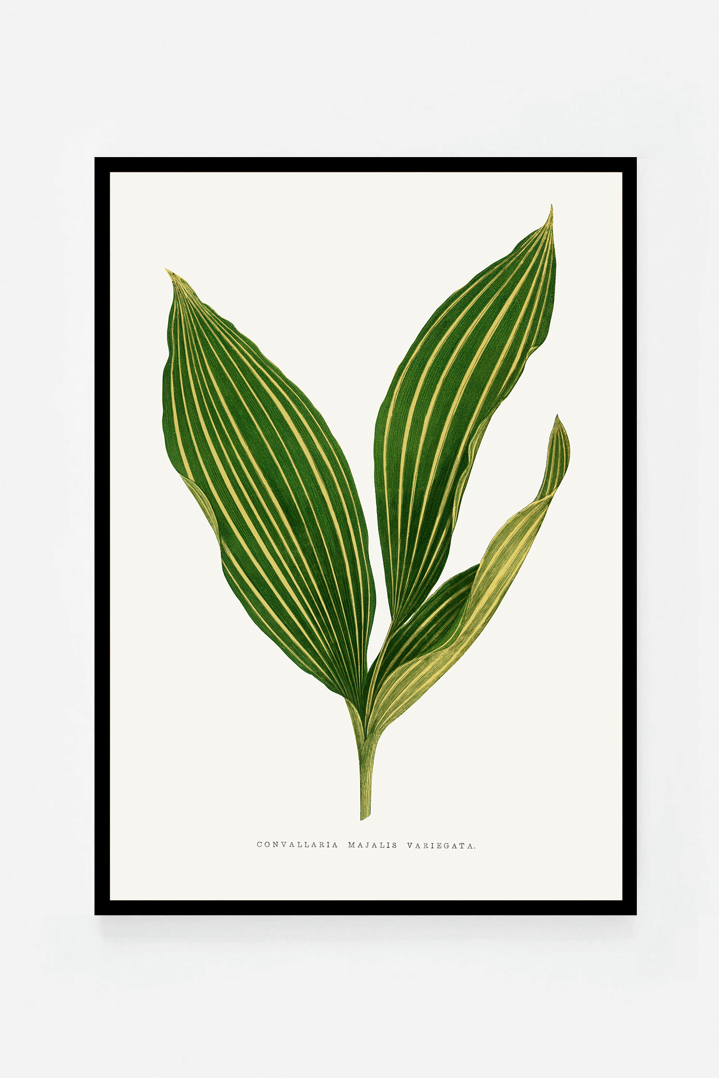 Plant VII
