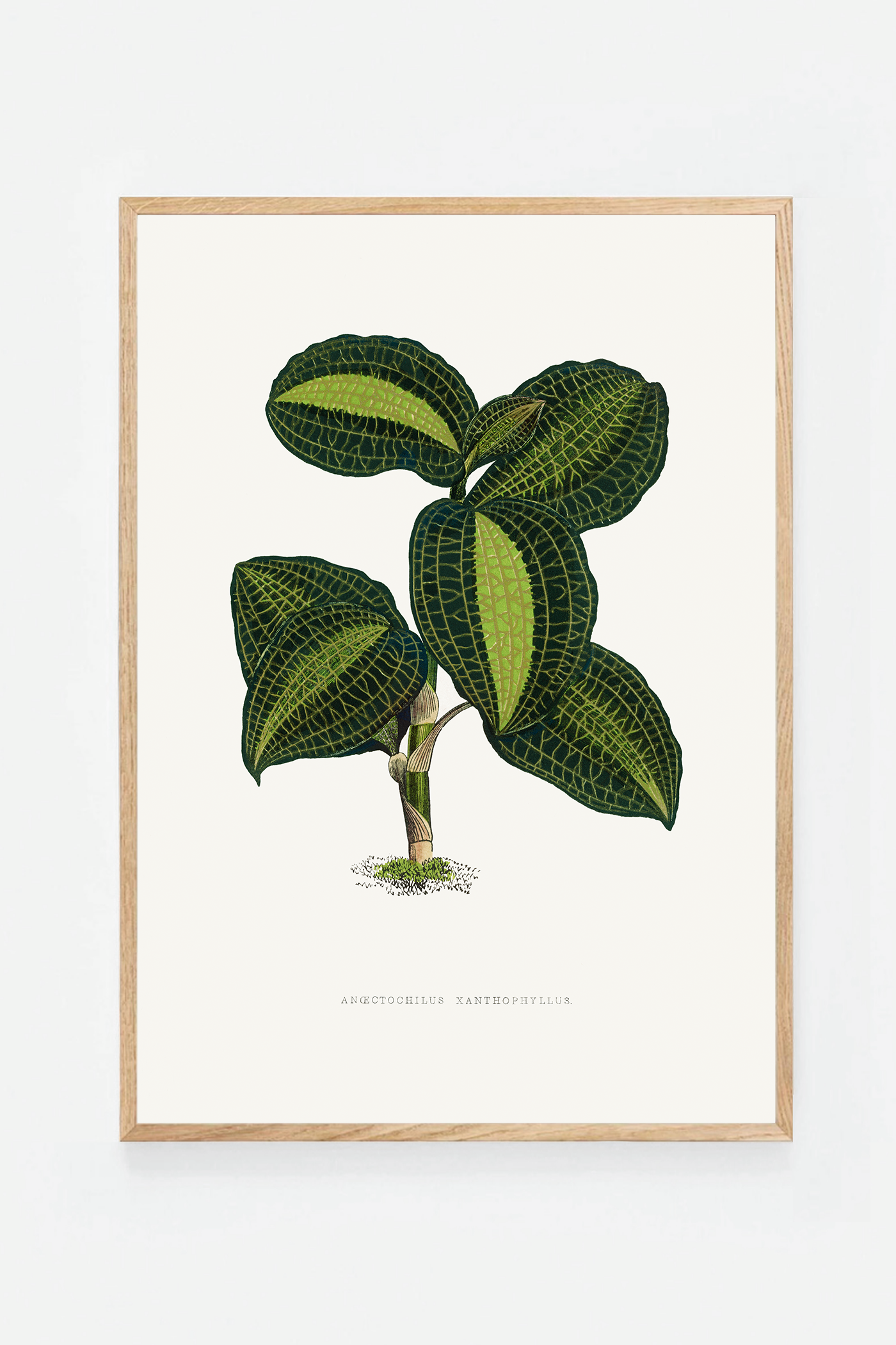Plant VIII
