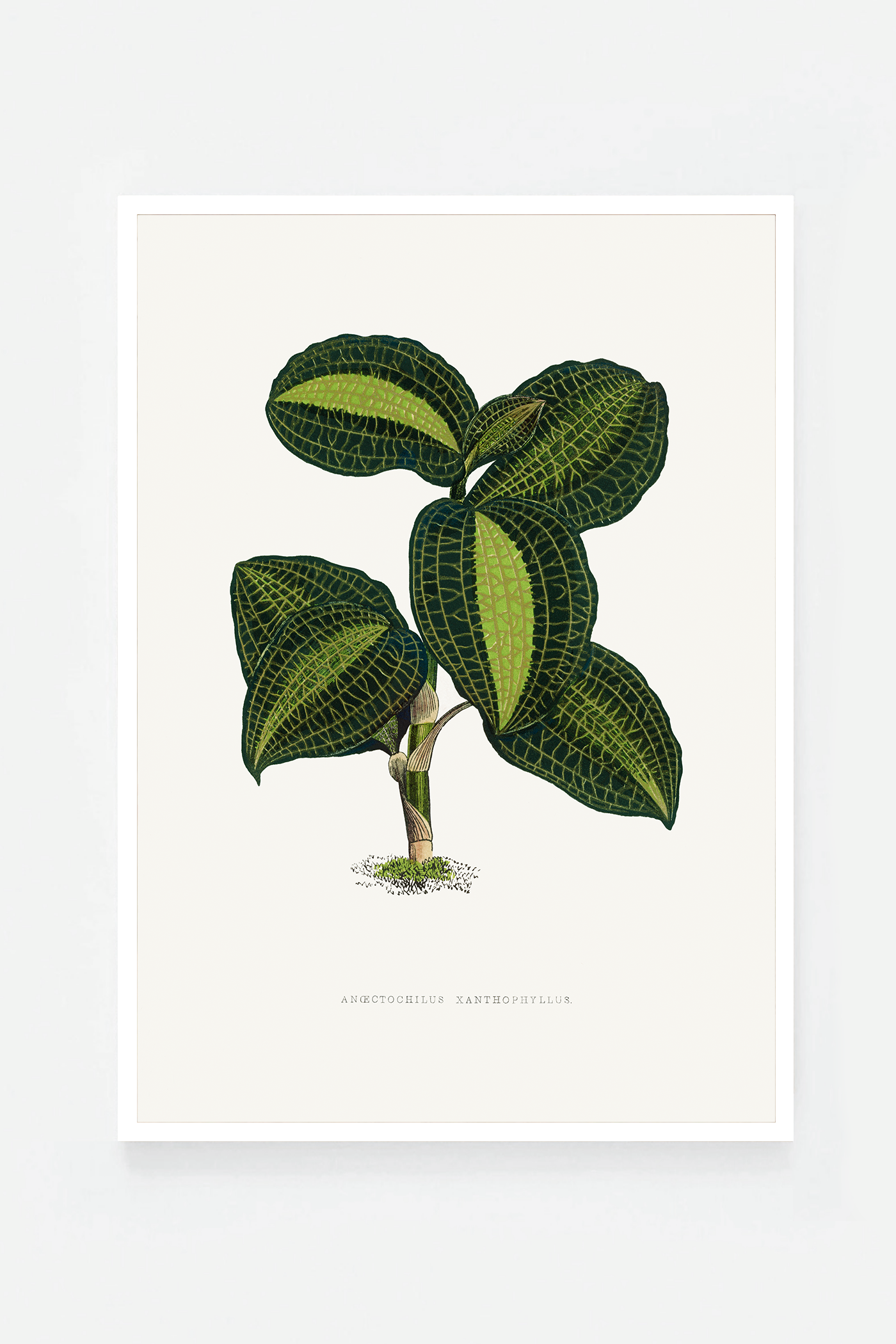 Plant VIII