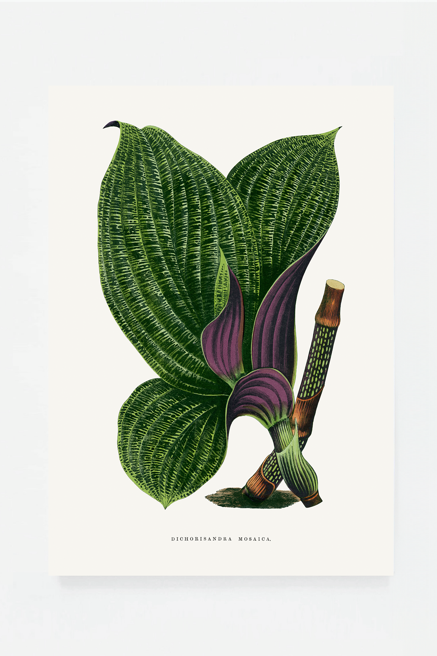 Plant IX