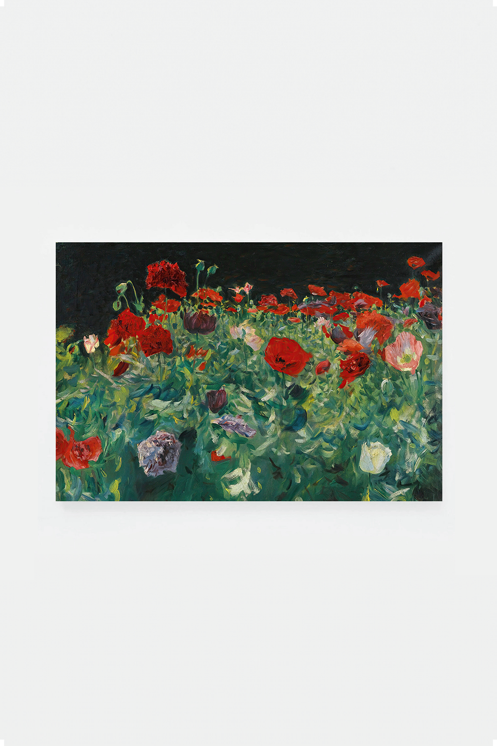Poppies