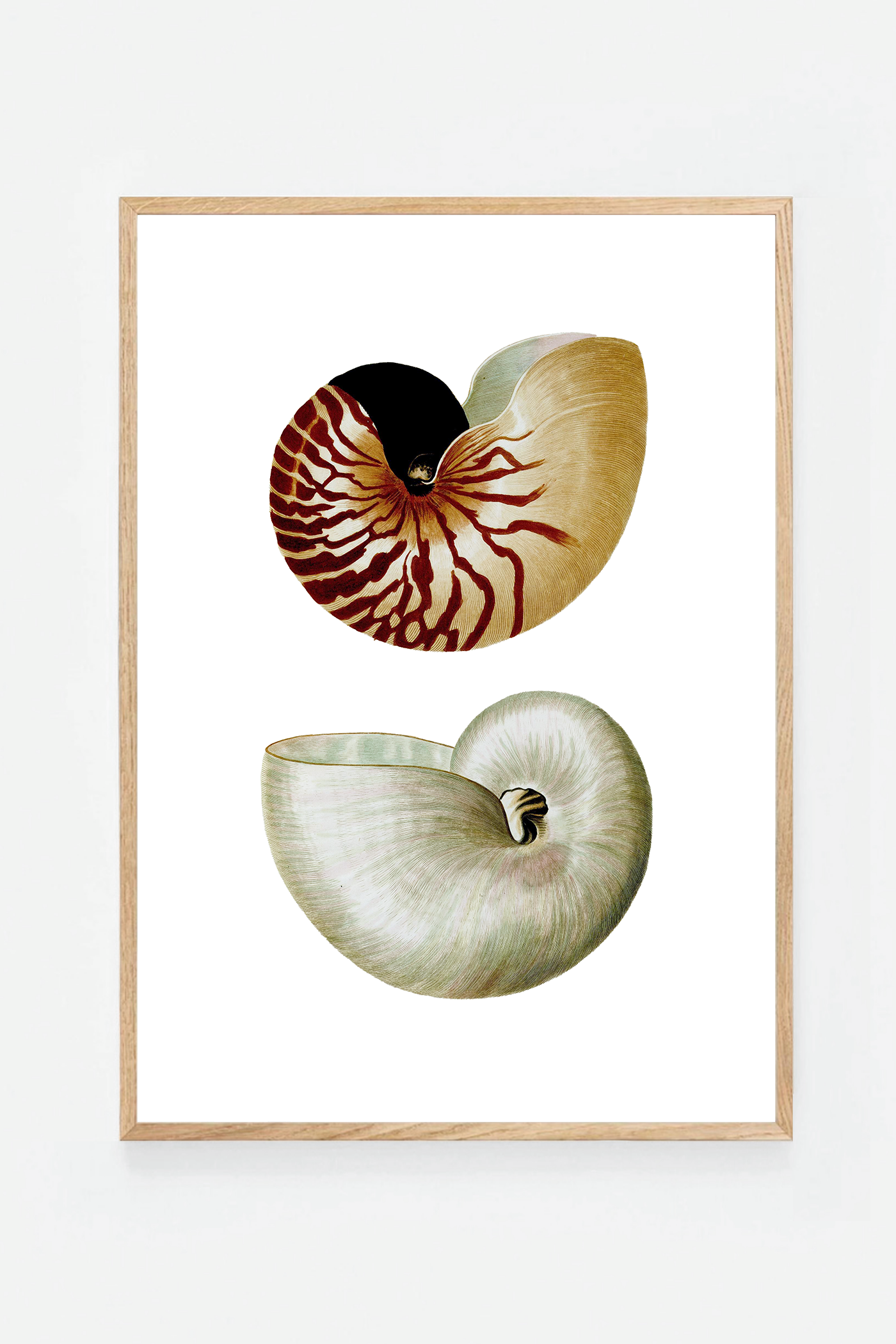 Shells I