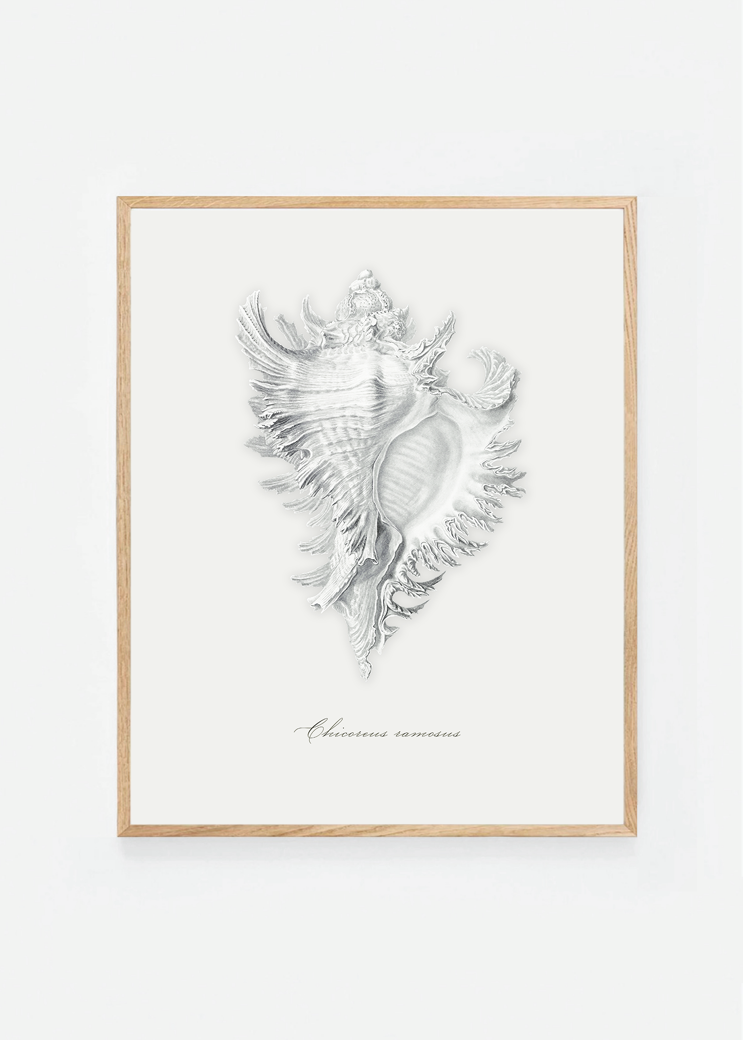 Chicoreus ramosus