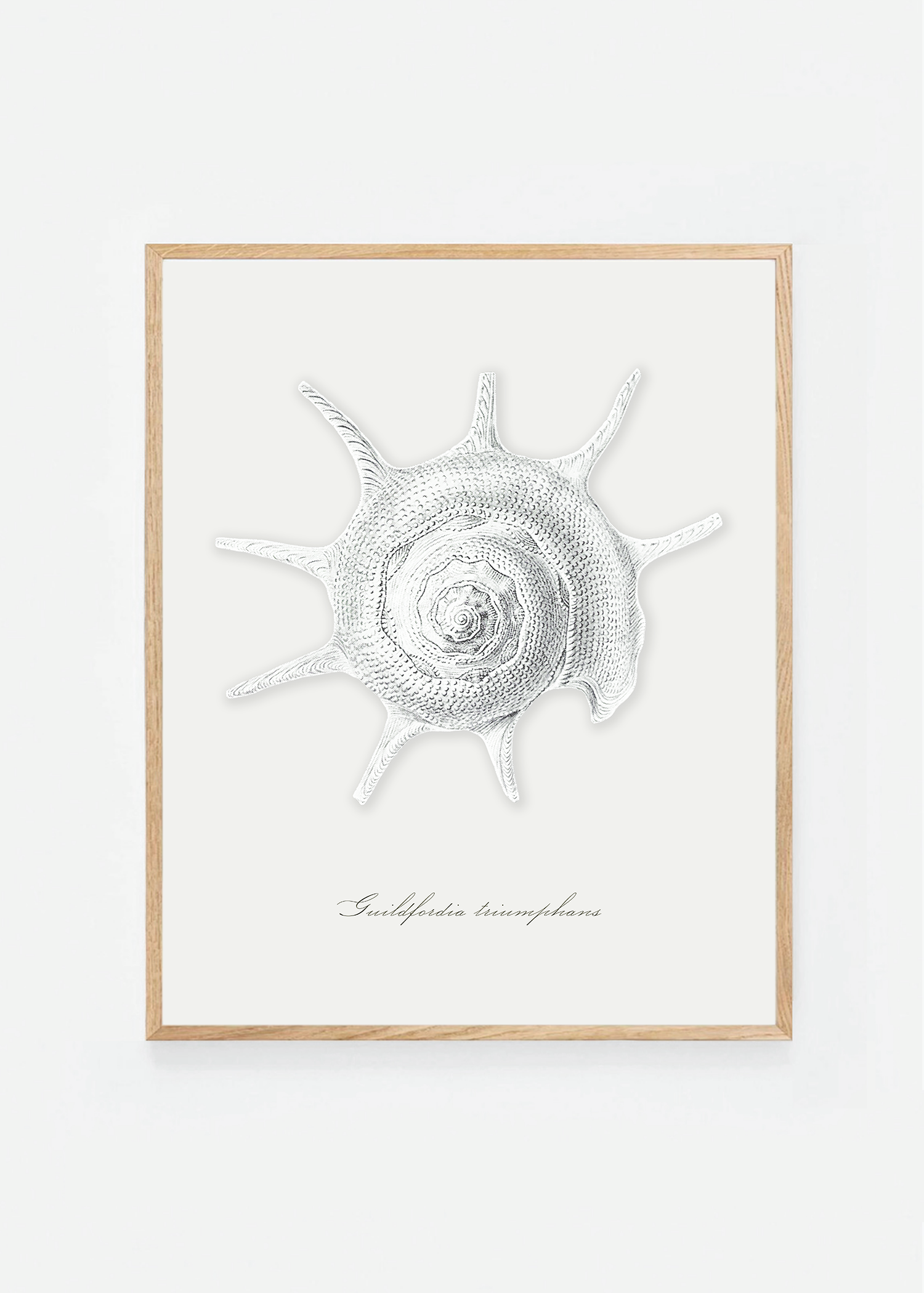 Guildfordia triumphans