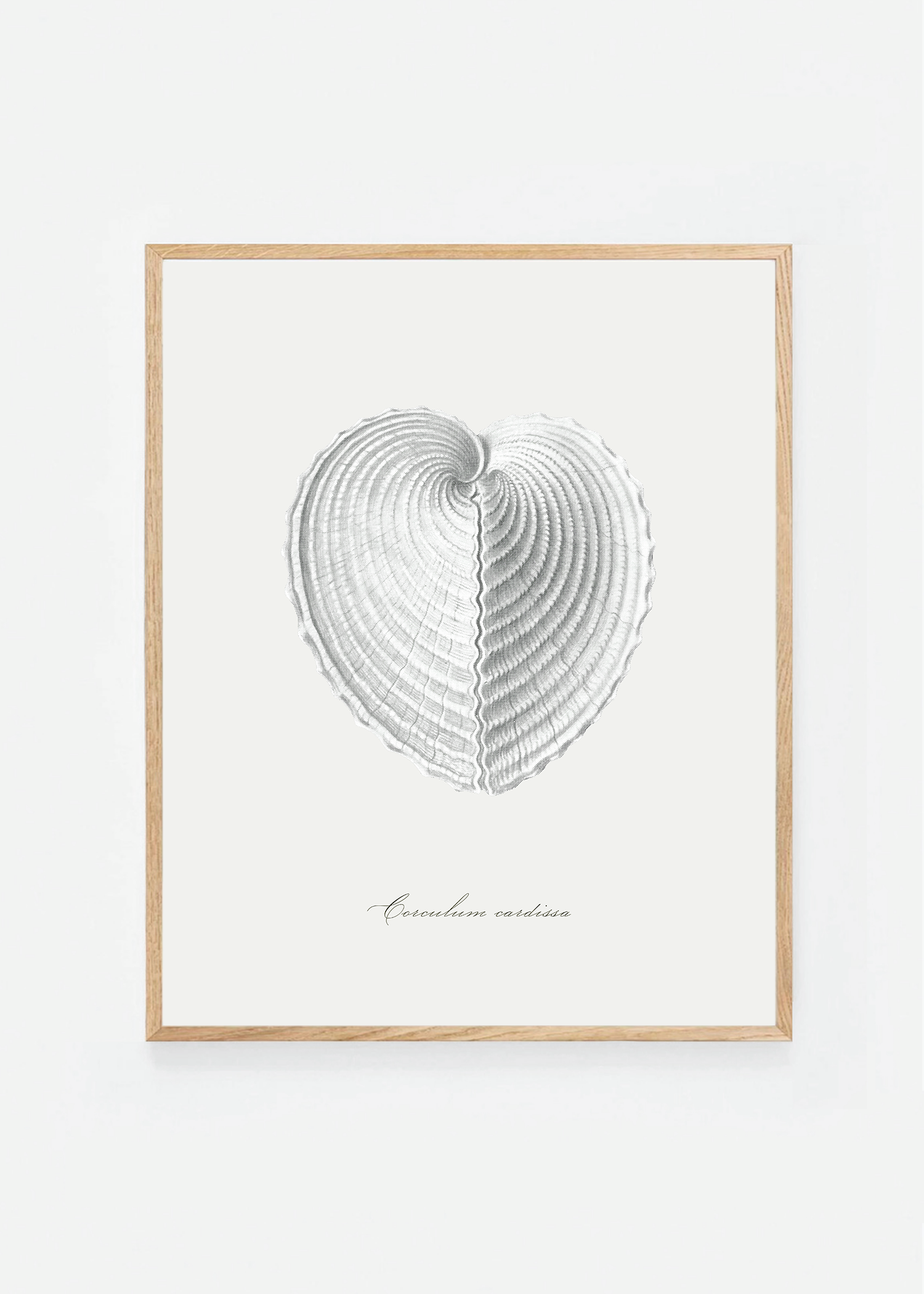 Corculum cardissa