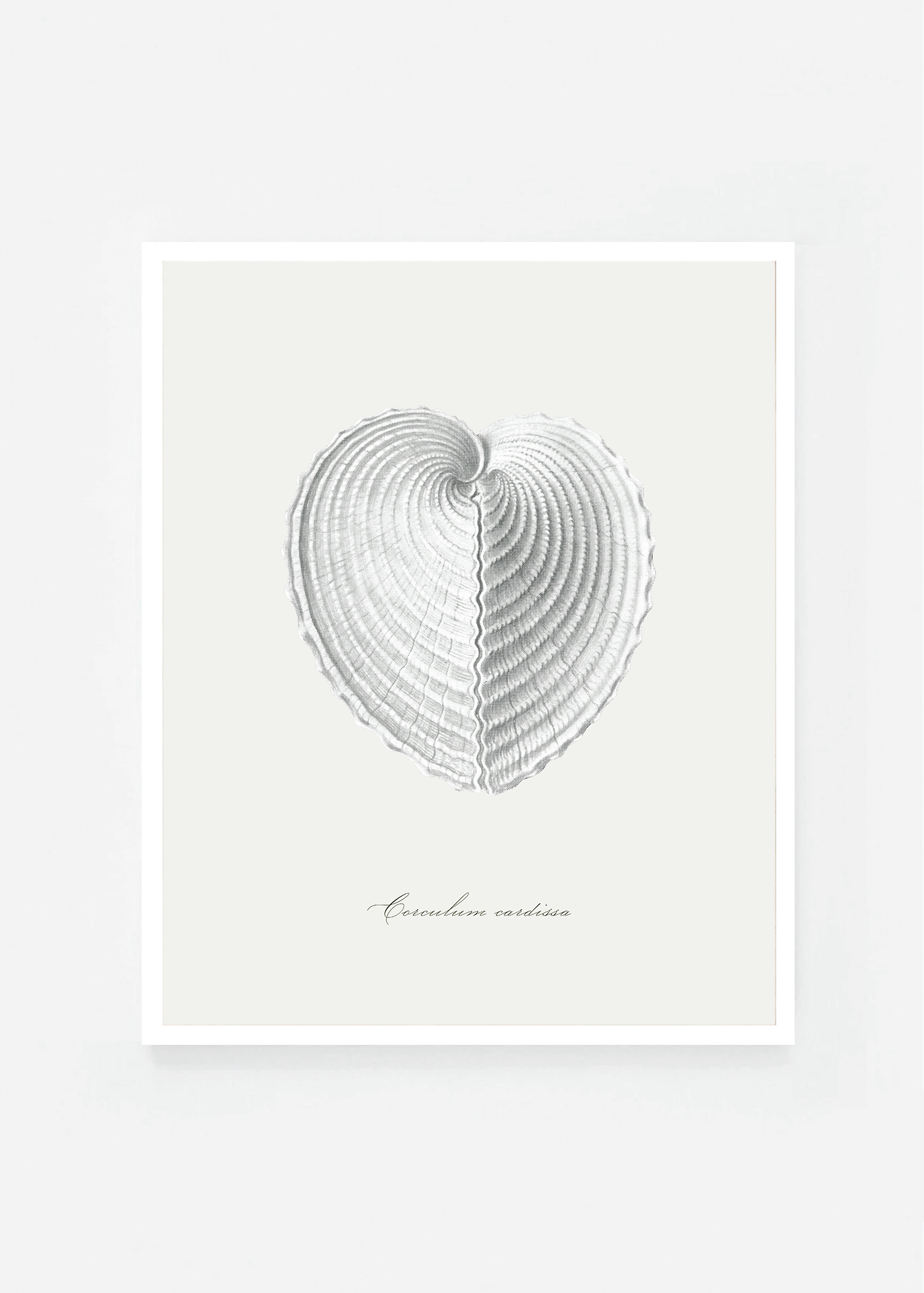 Corculum cardissa
