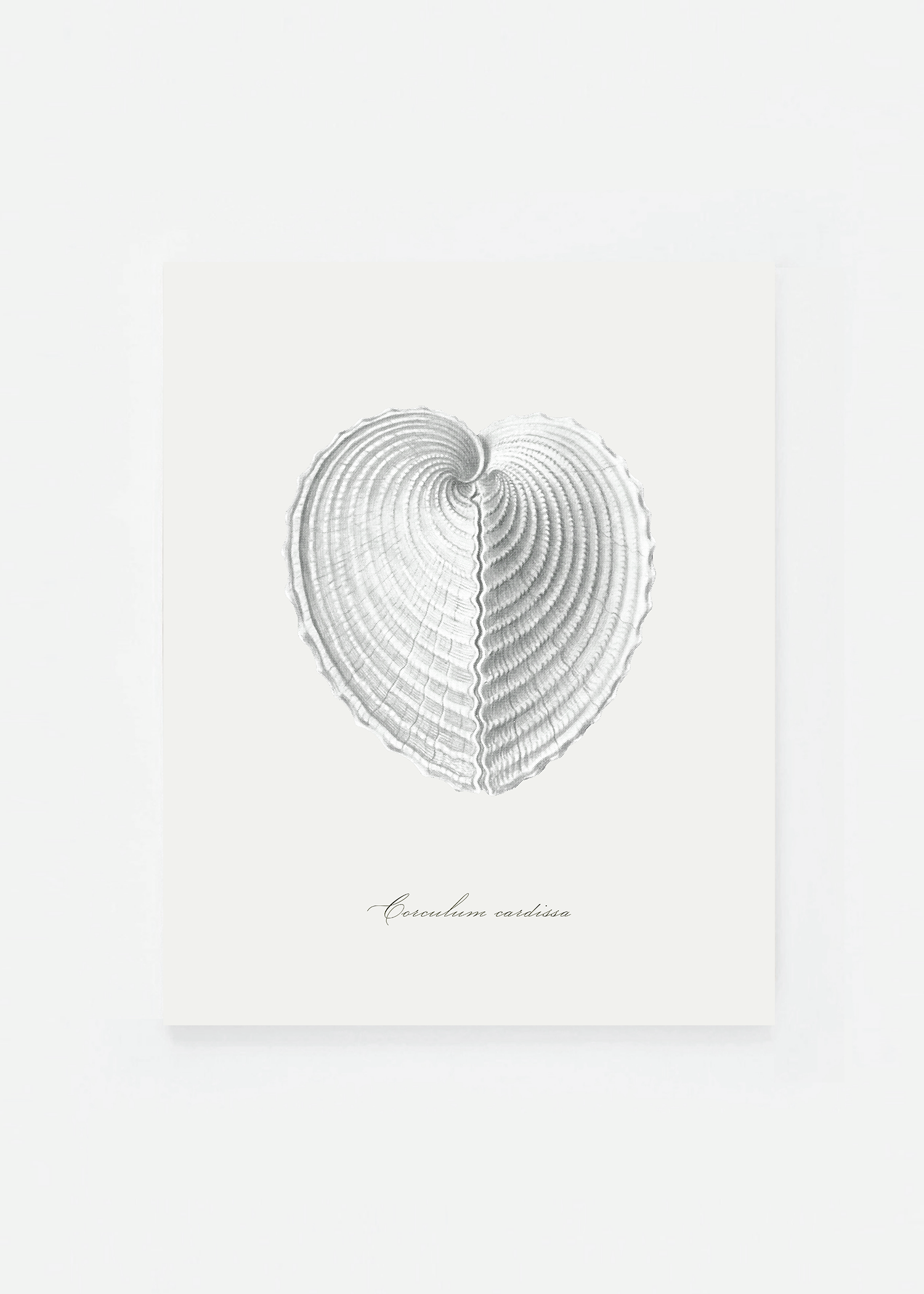 Corculum cardissa