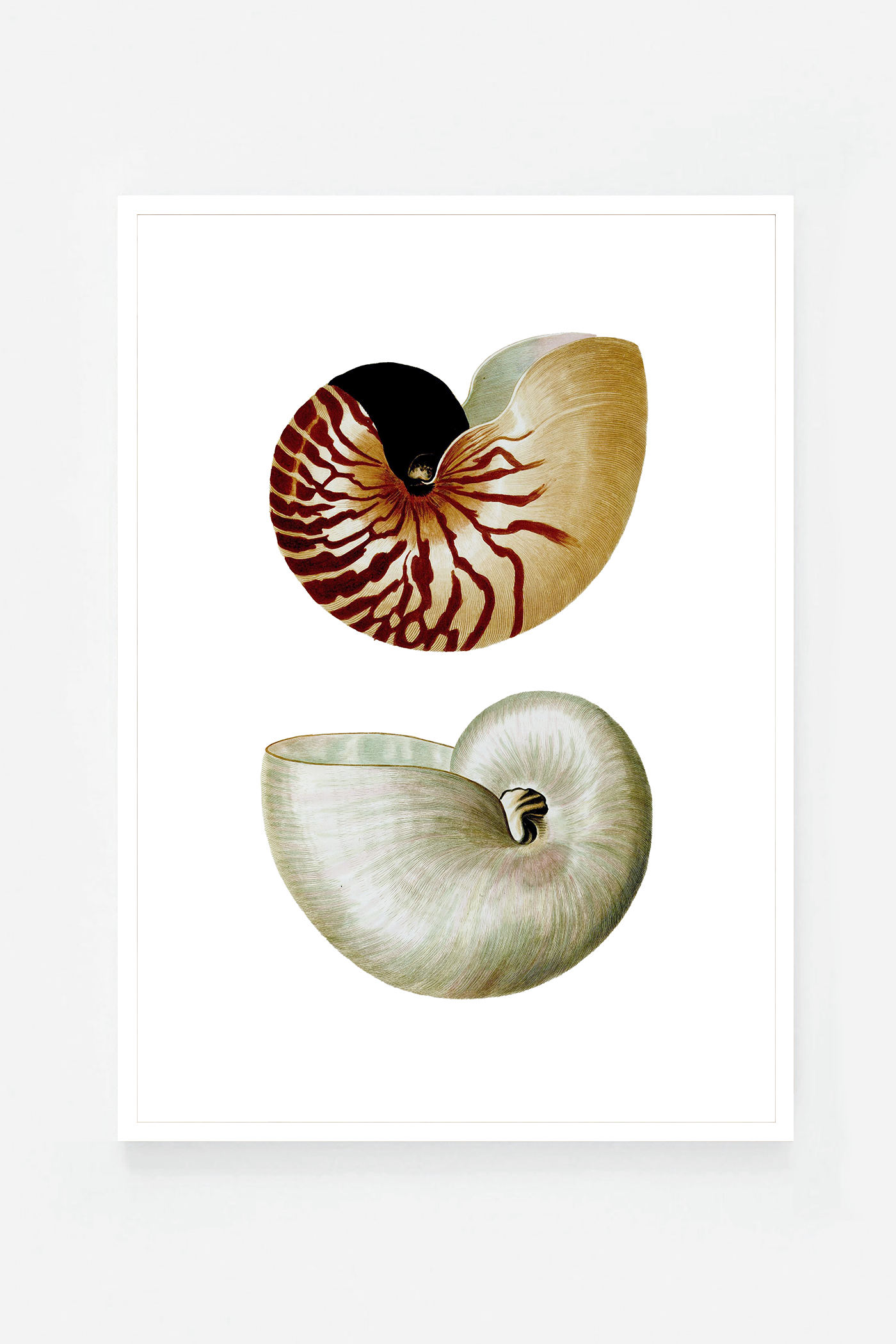Shells I