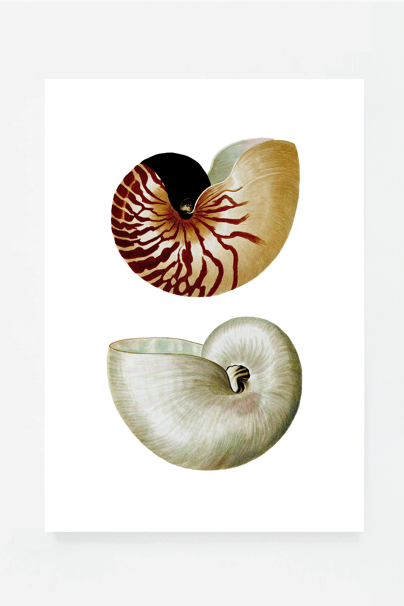 Shells I