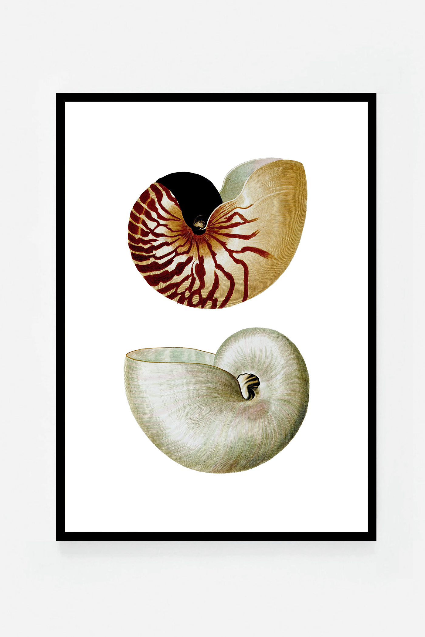 Shells I