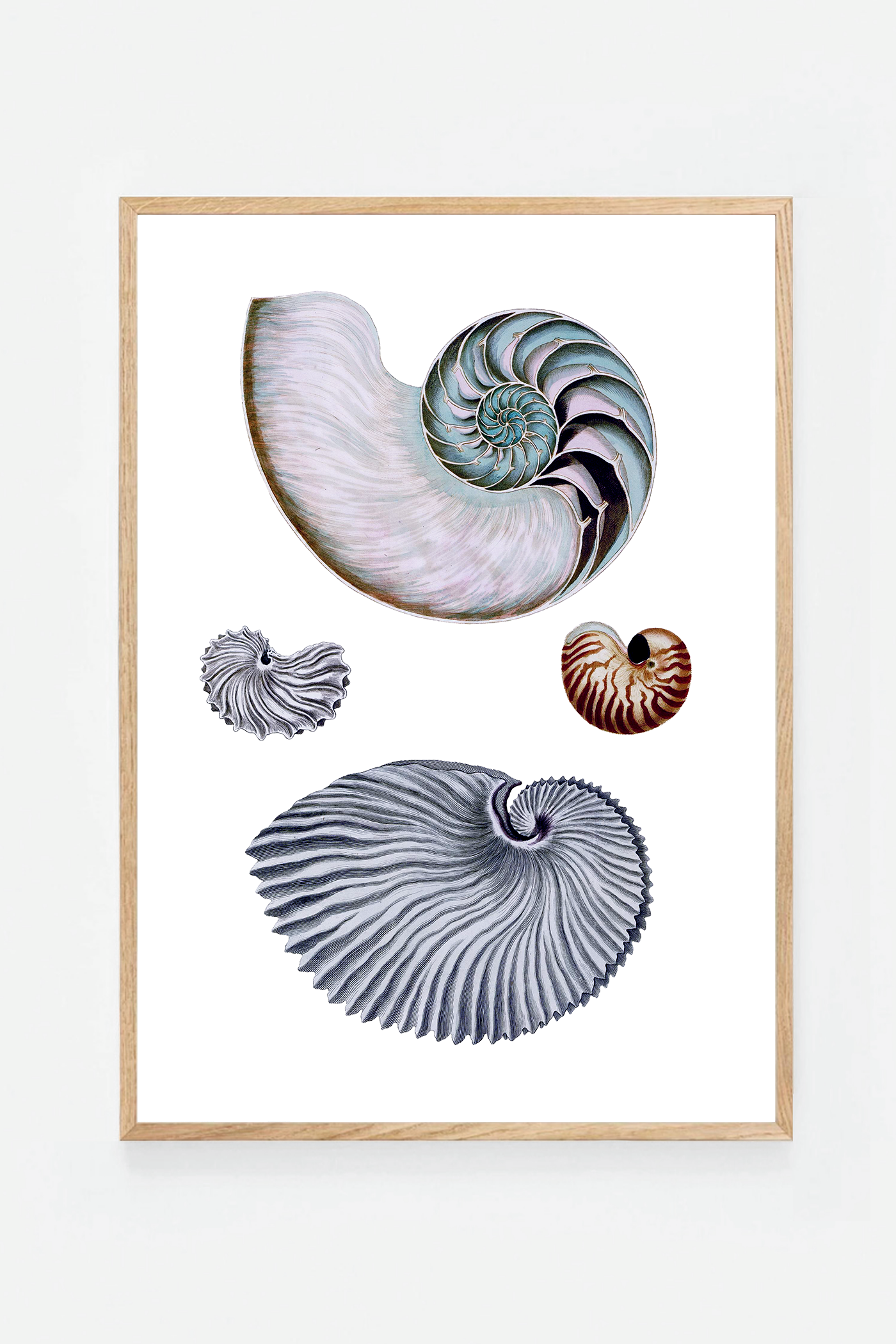 Shells II