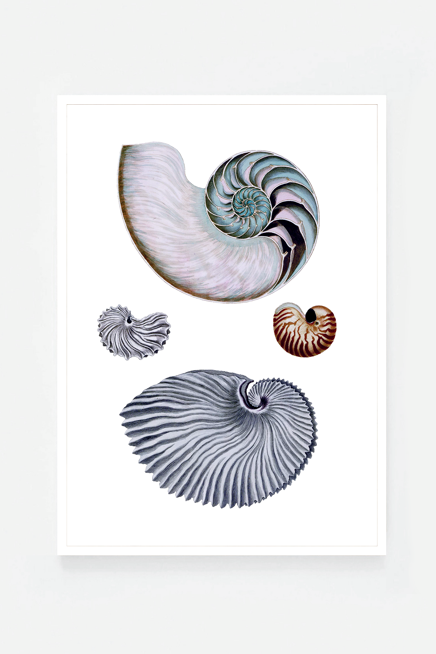 Shells II