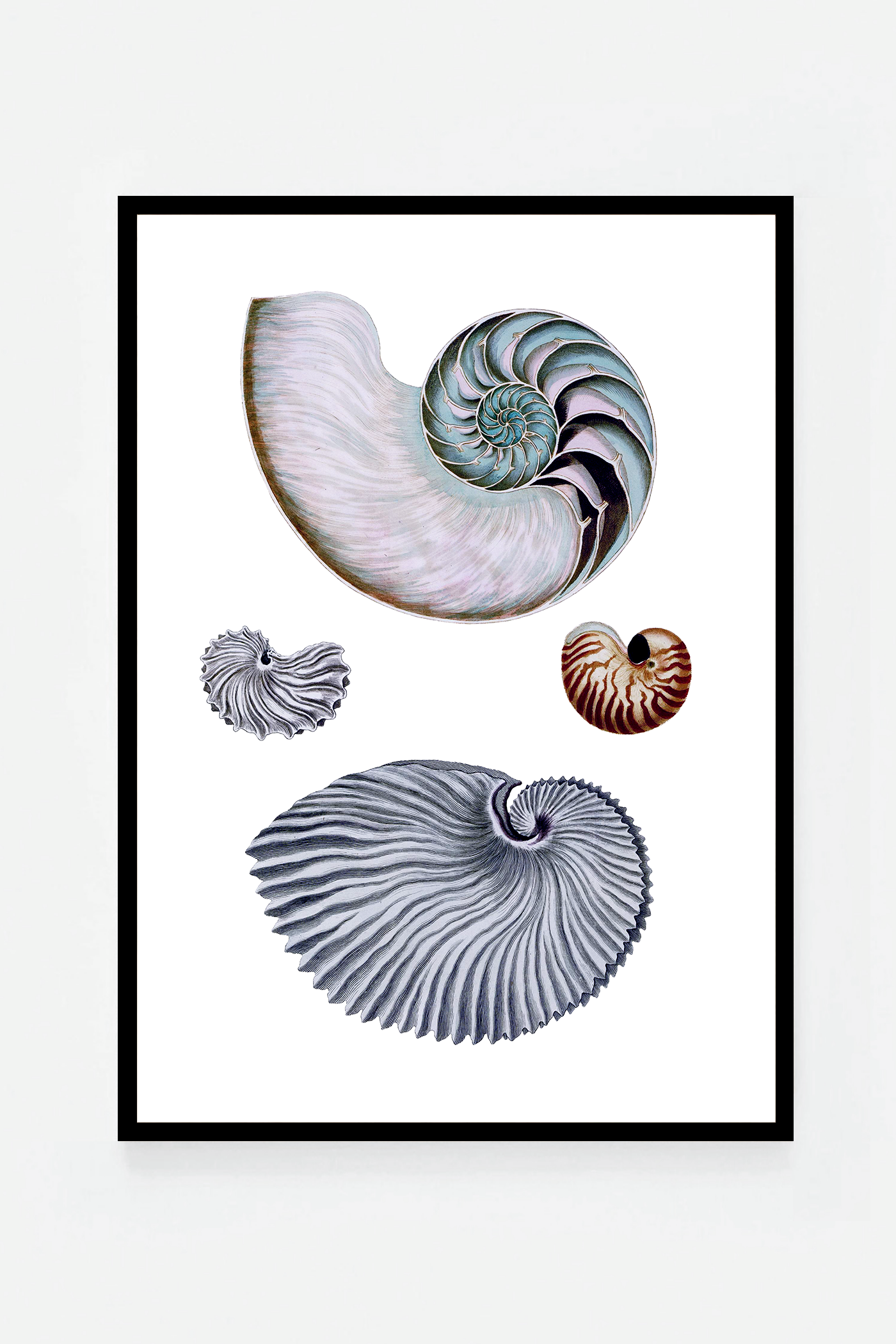 Shells II