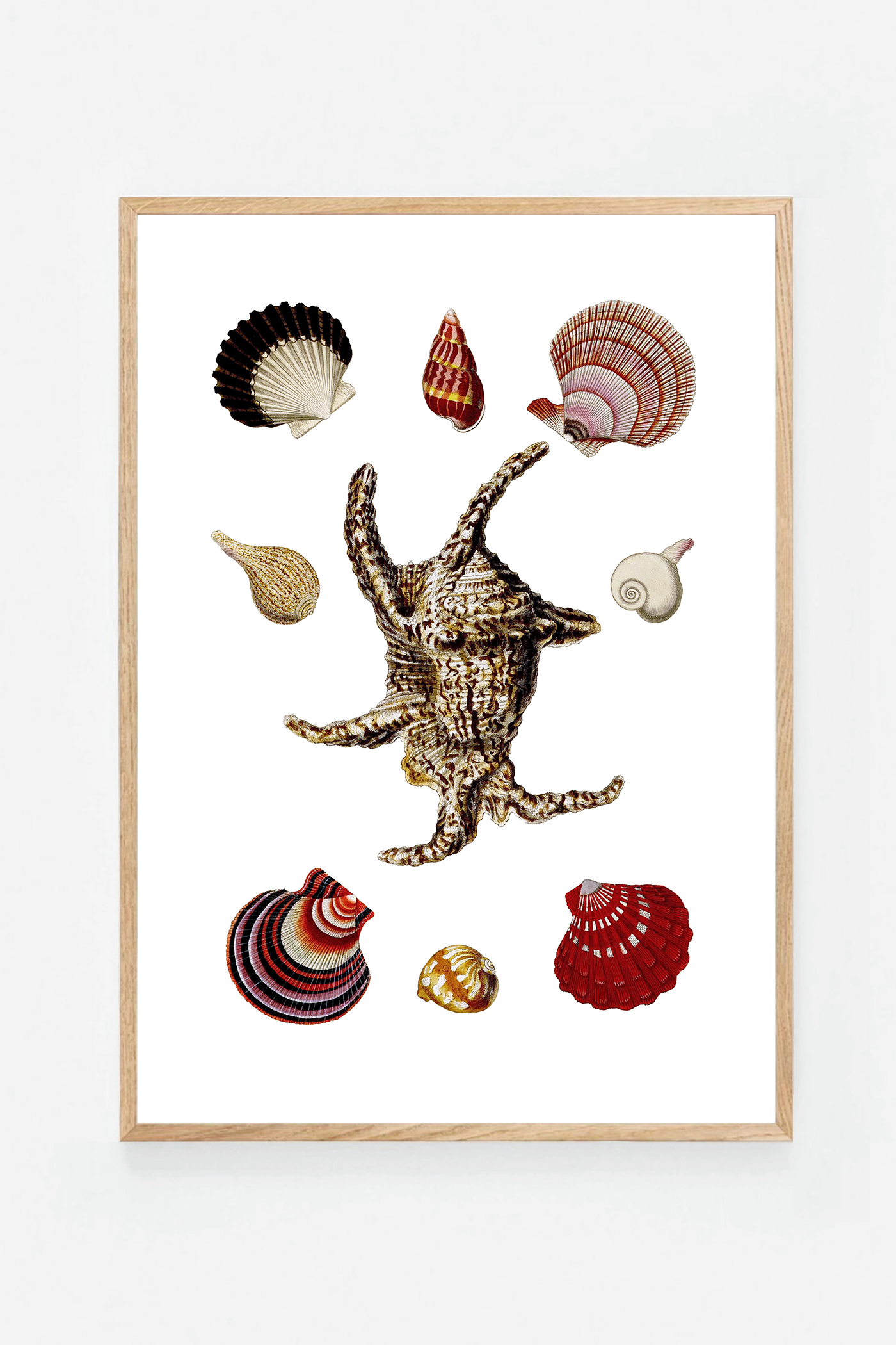 Shells III