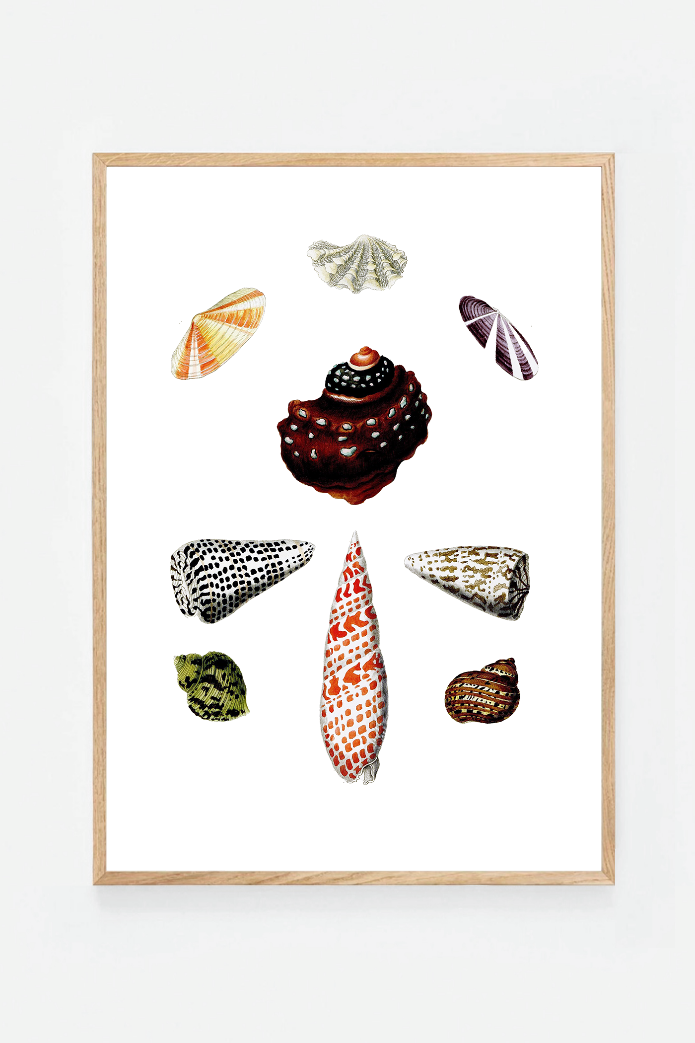 Shells IV