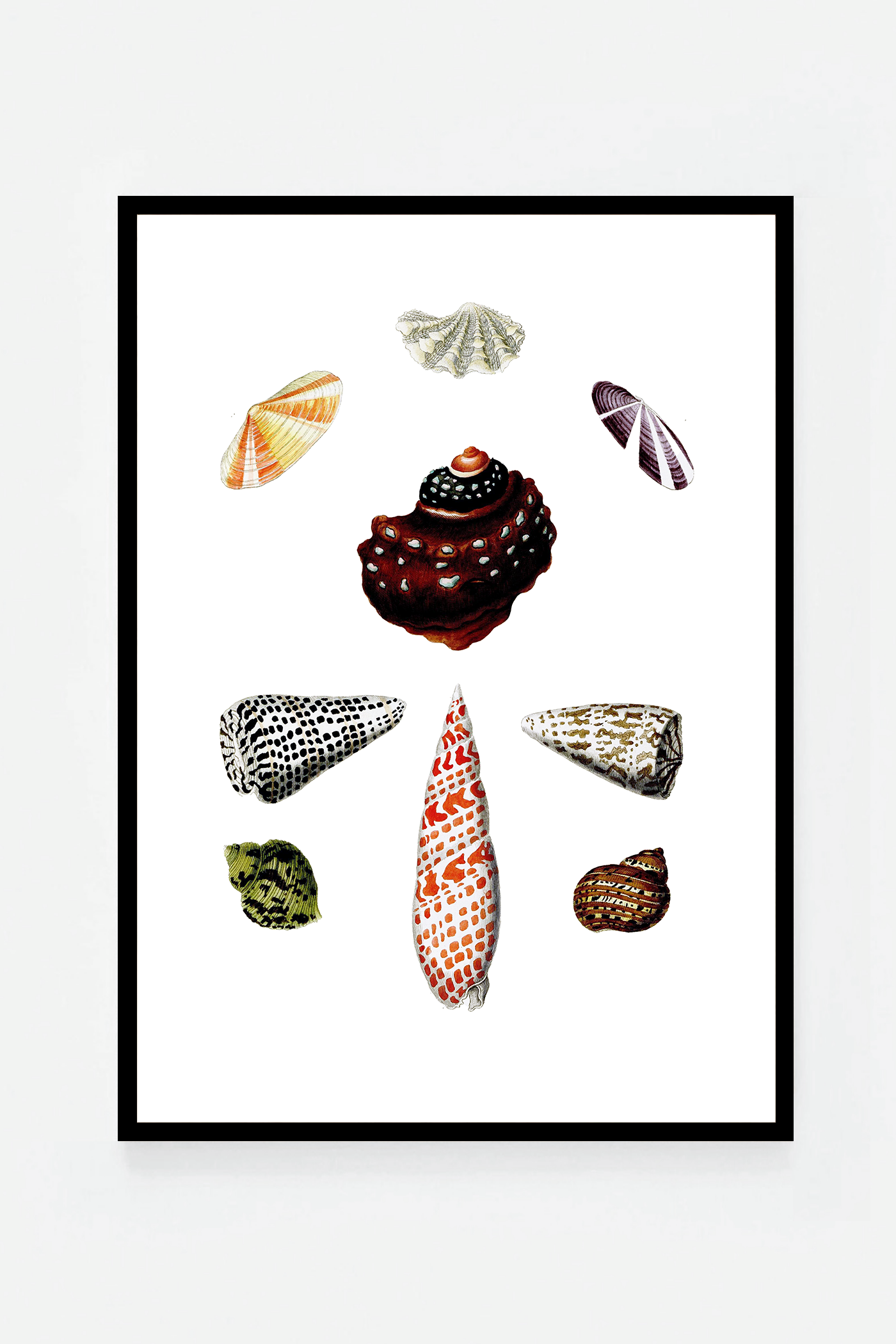 Shells IV