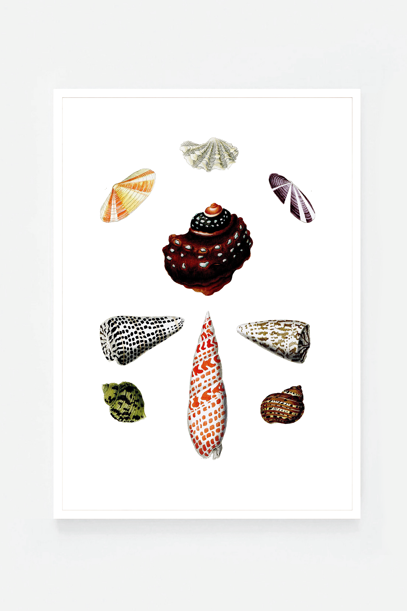 Shells IV