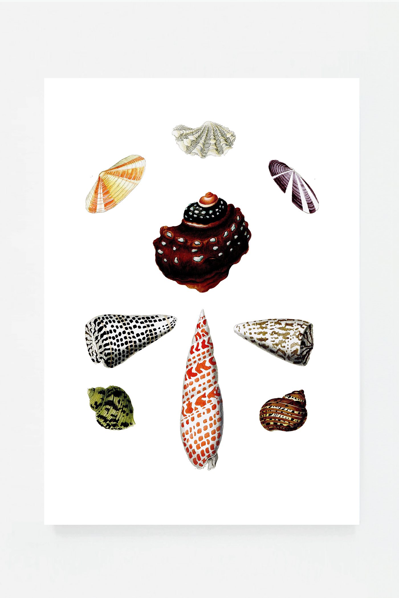 Shells IV