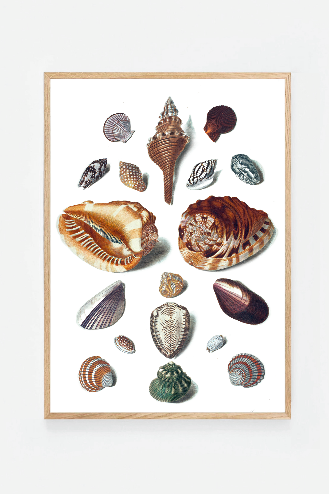 Shells V