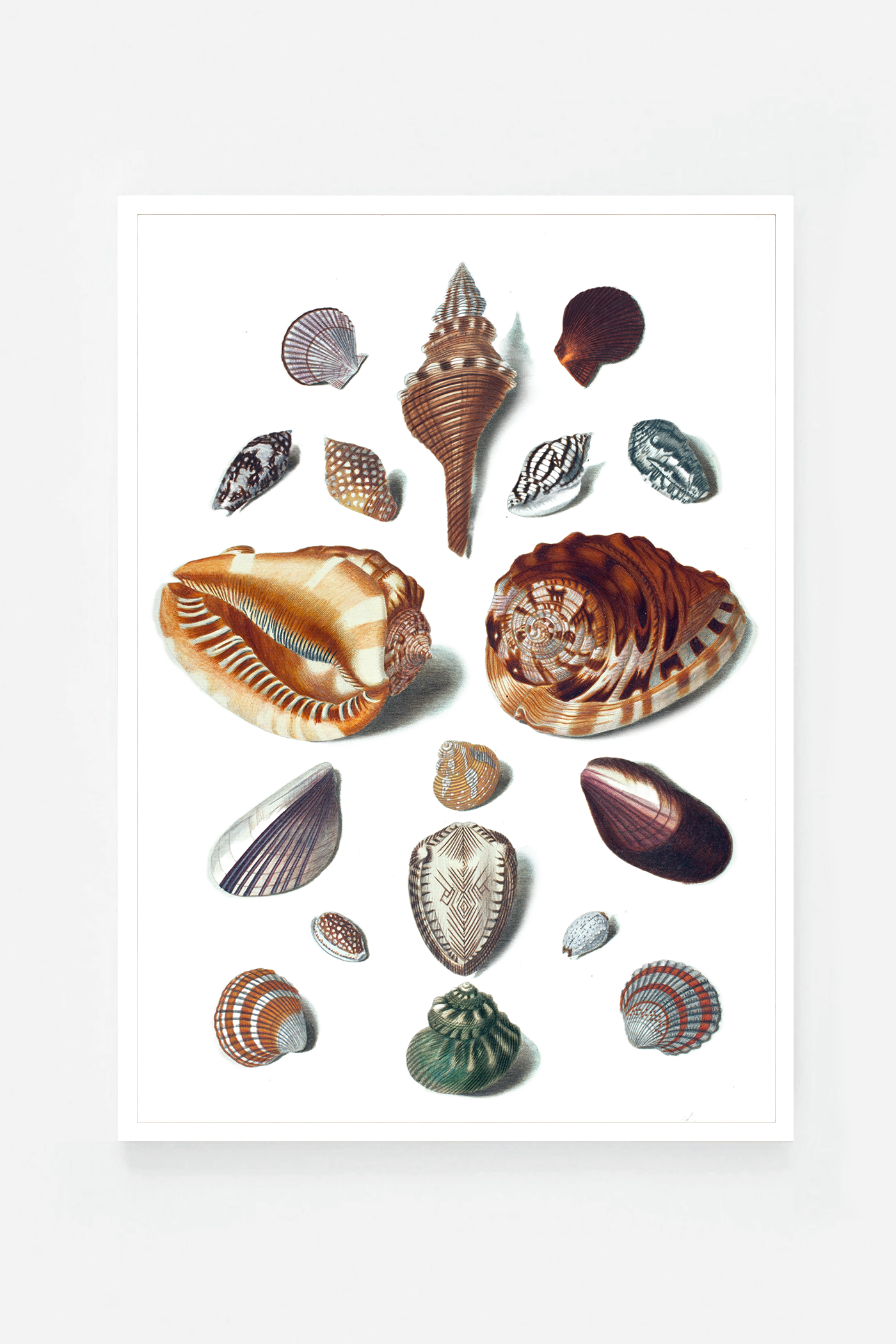 Shells V