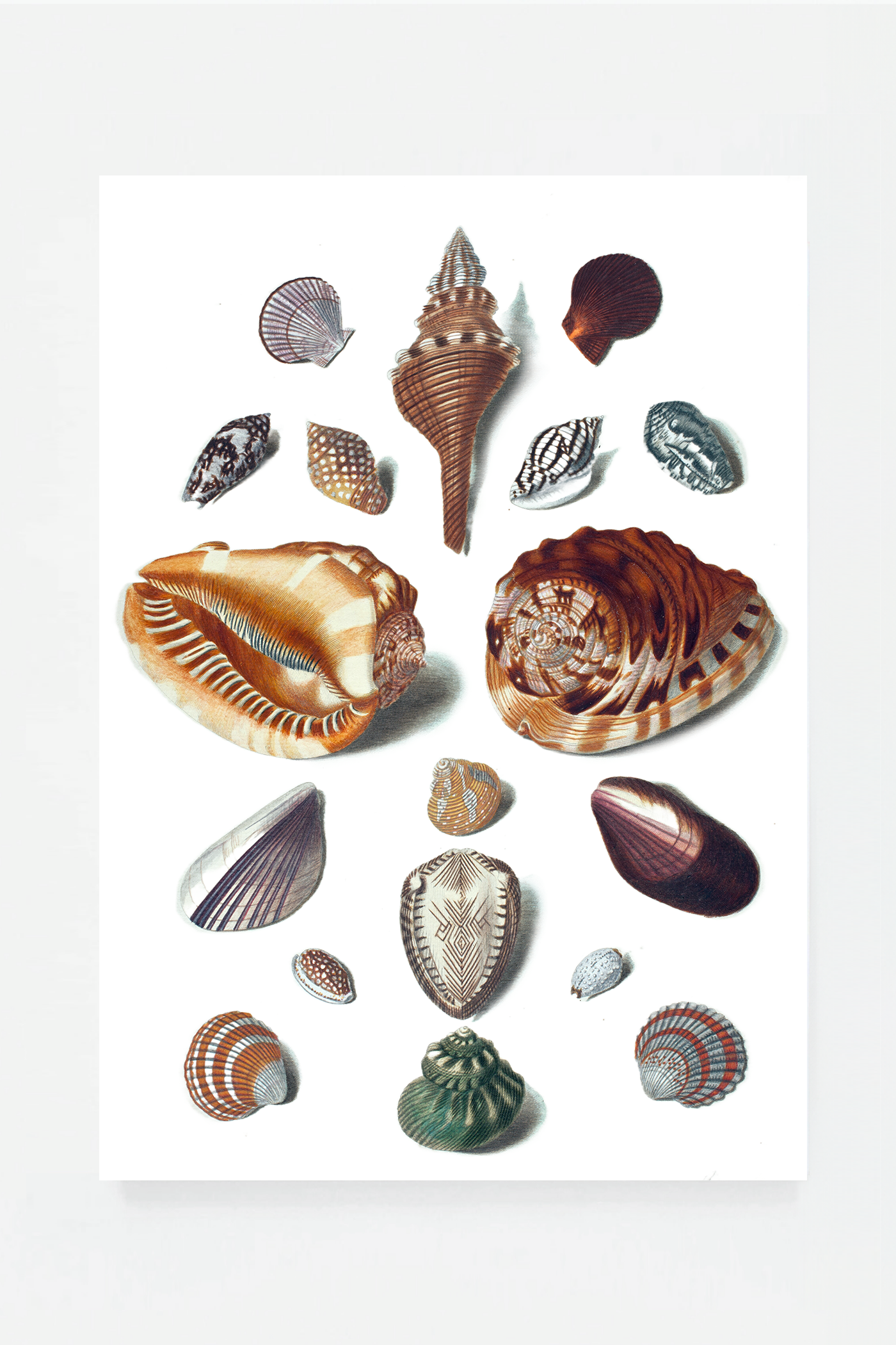 Shells V