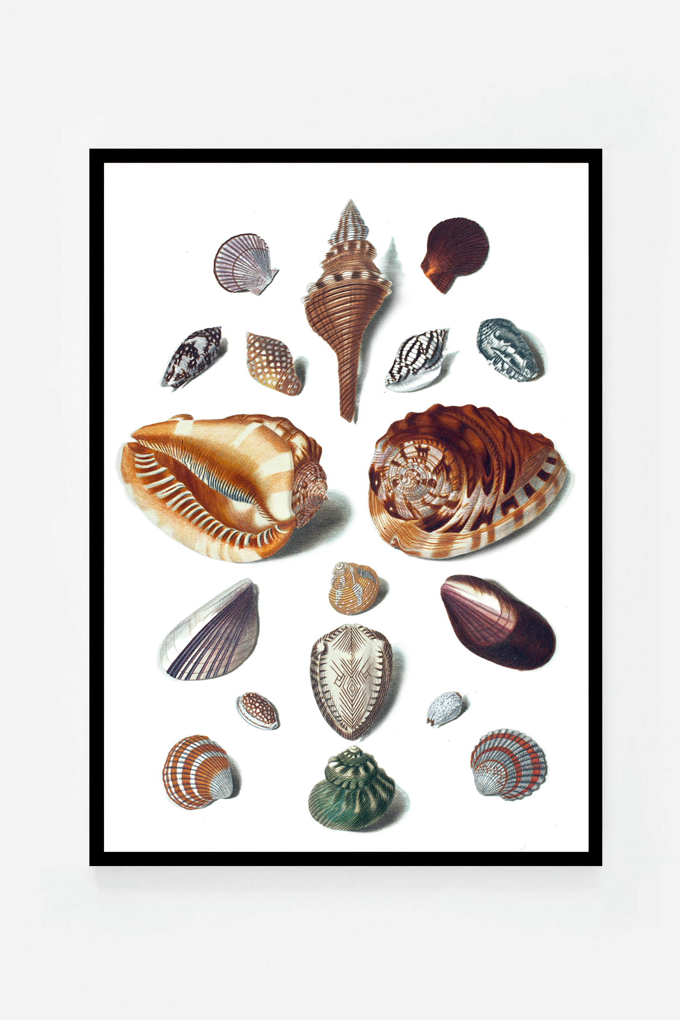 Shells V