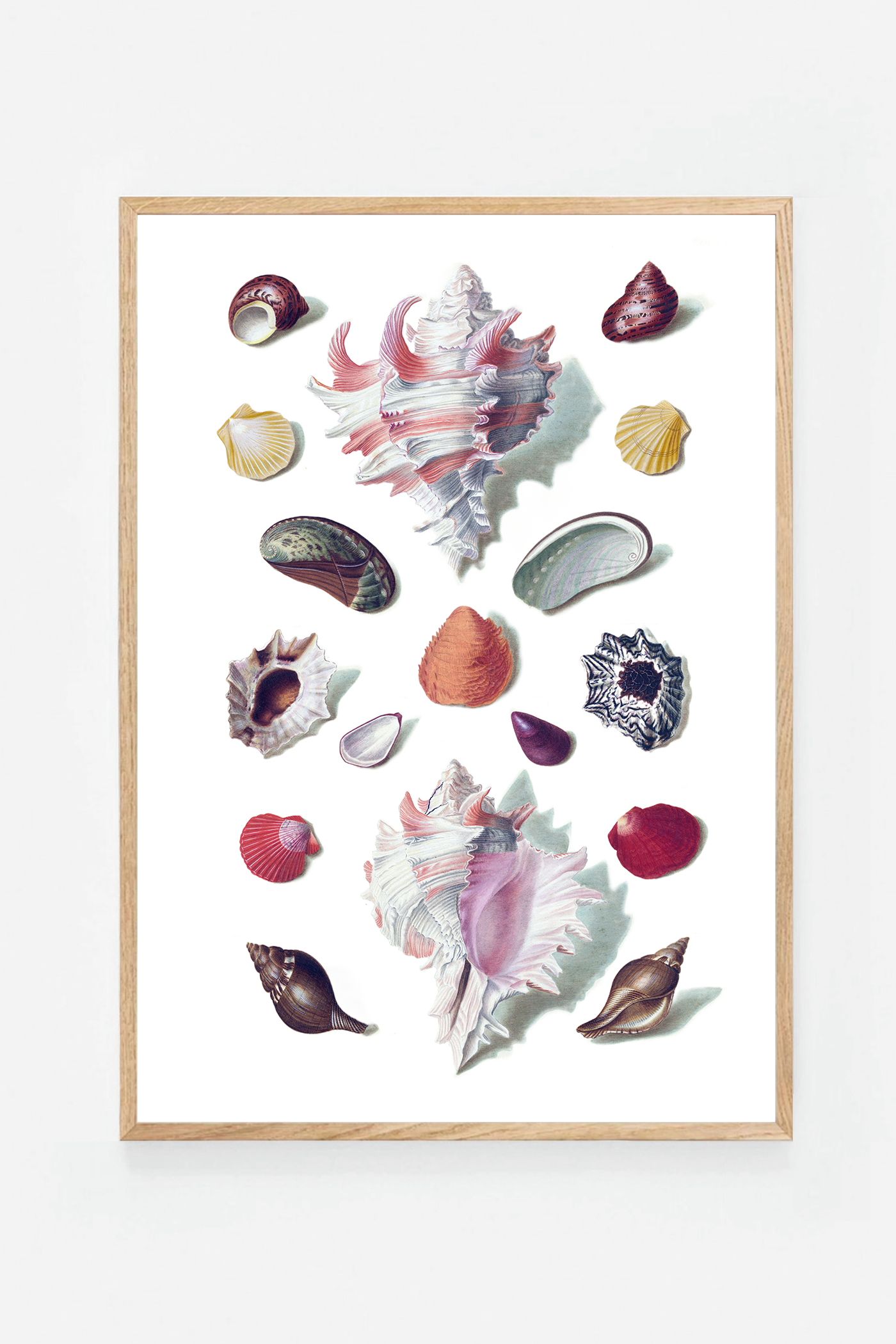 Shells VI