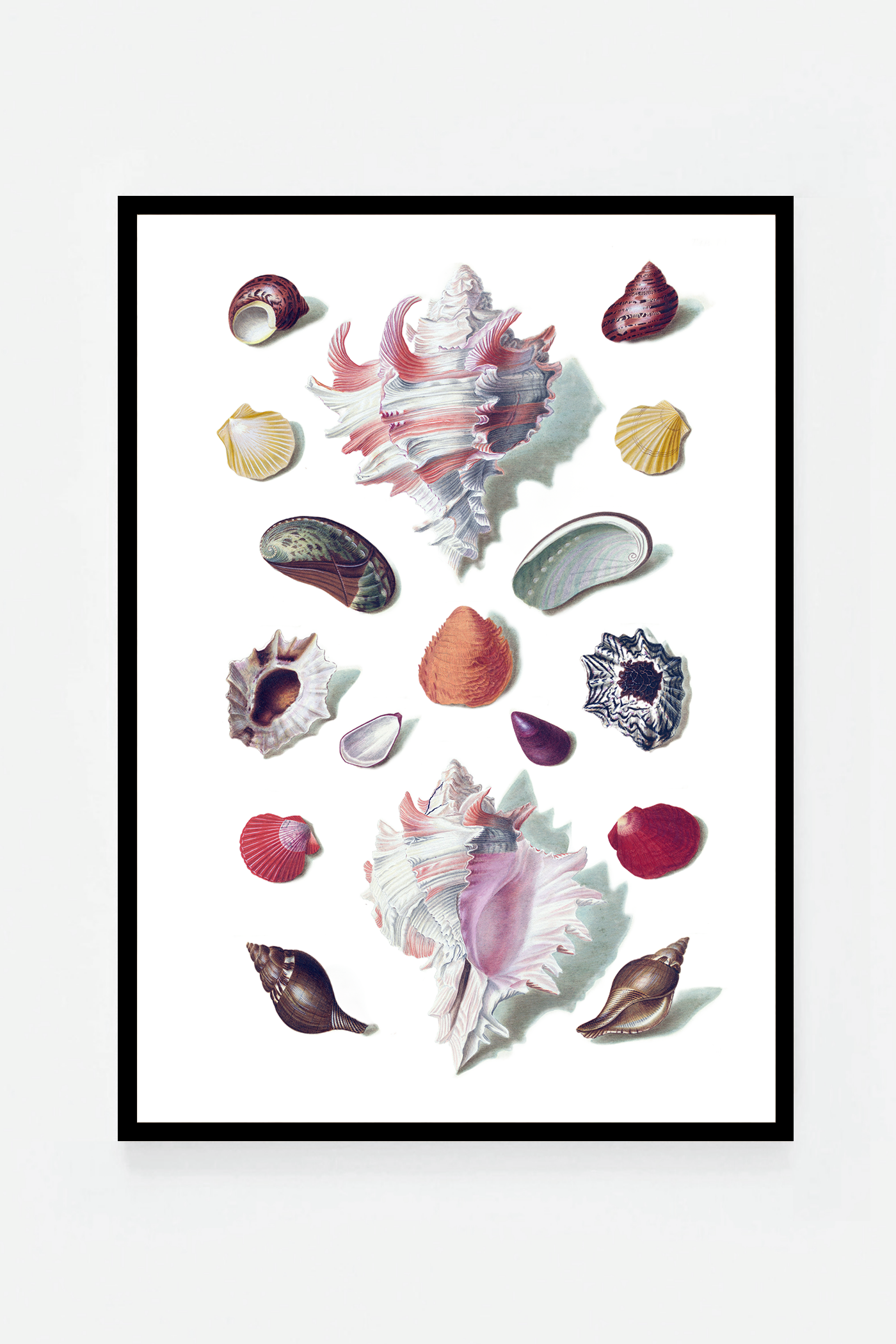 Shells VI