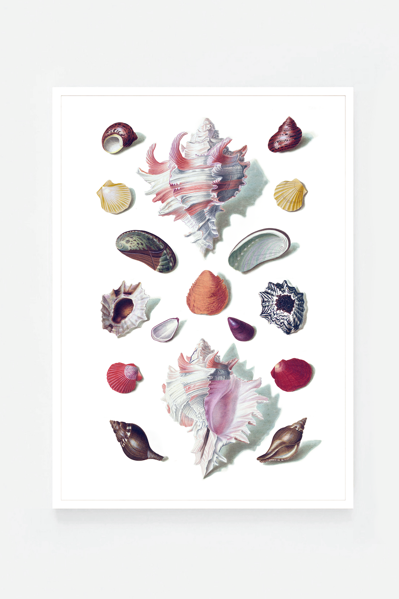 Shells VI